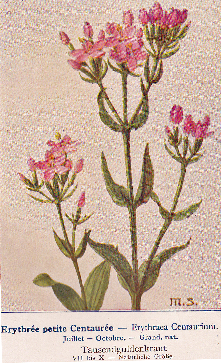 Echtes Tausendgüldenkraut