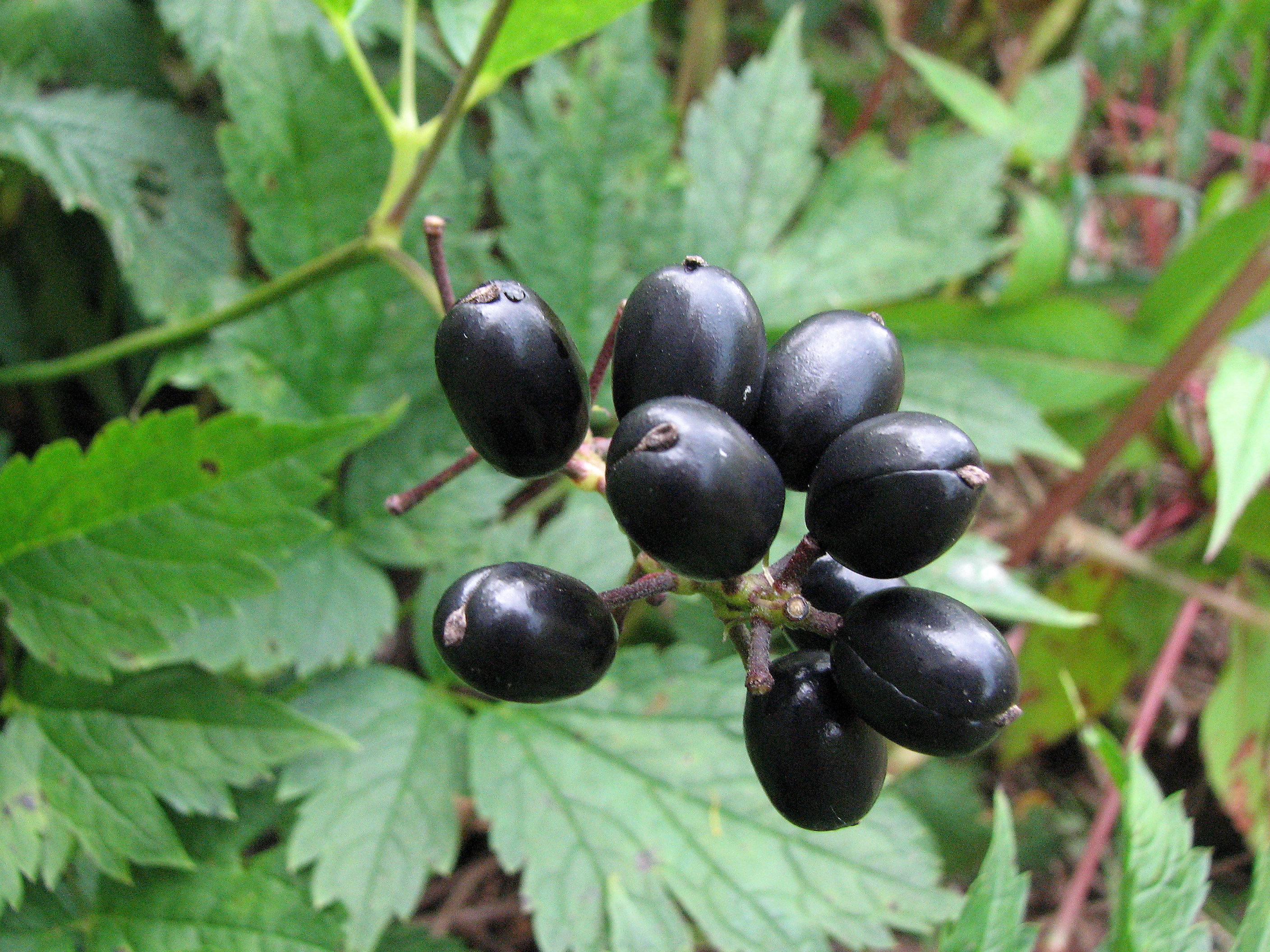 Ähriges Christophskraut