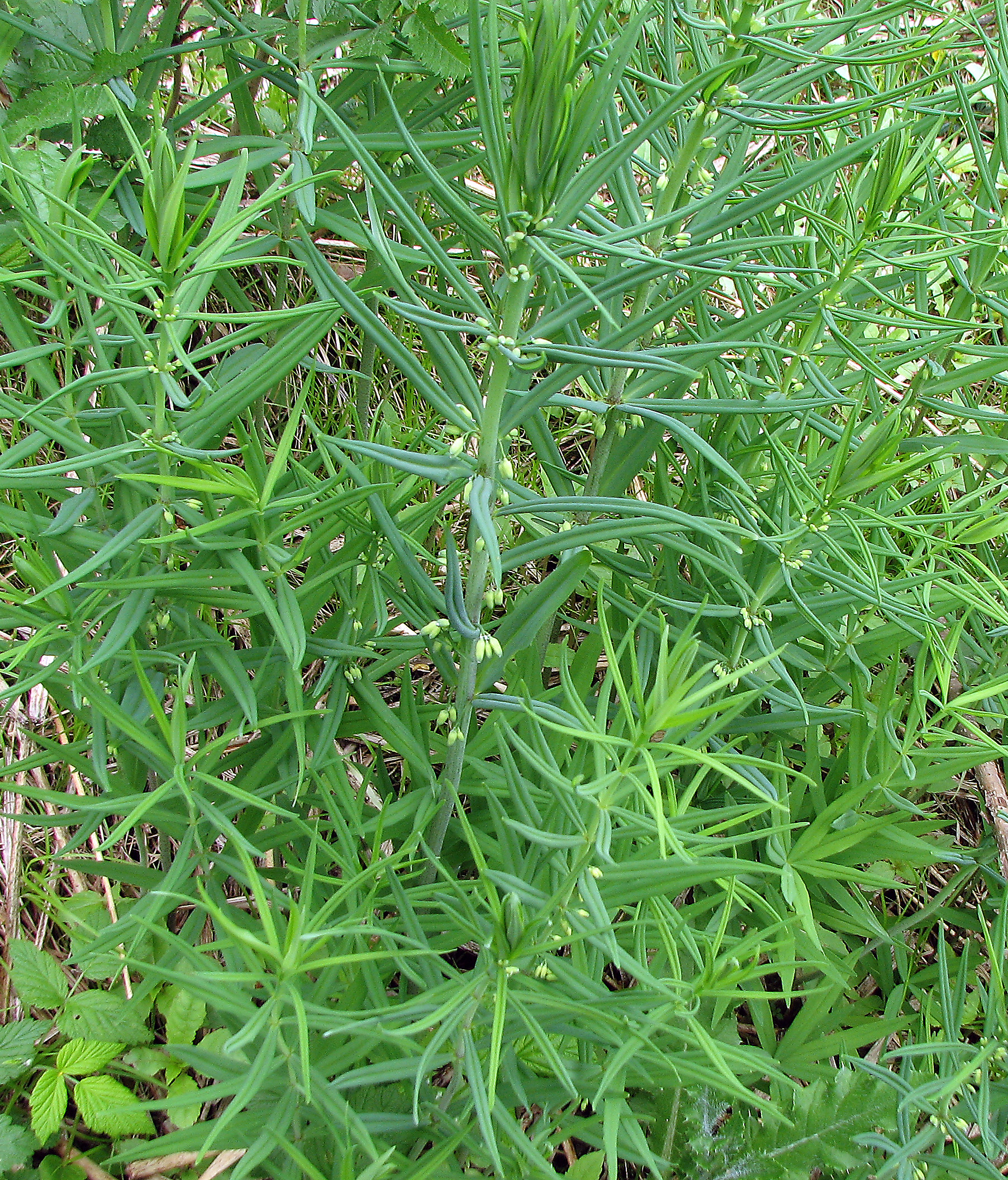 Quirlblättrige Weißwurz