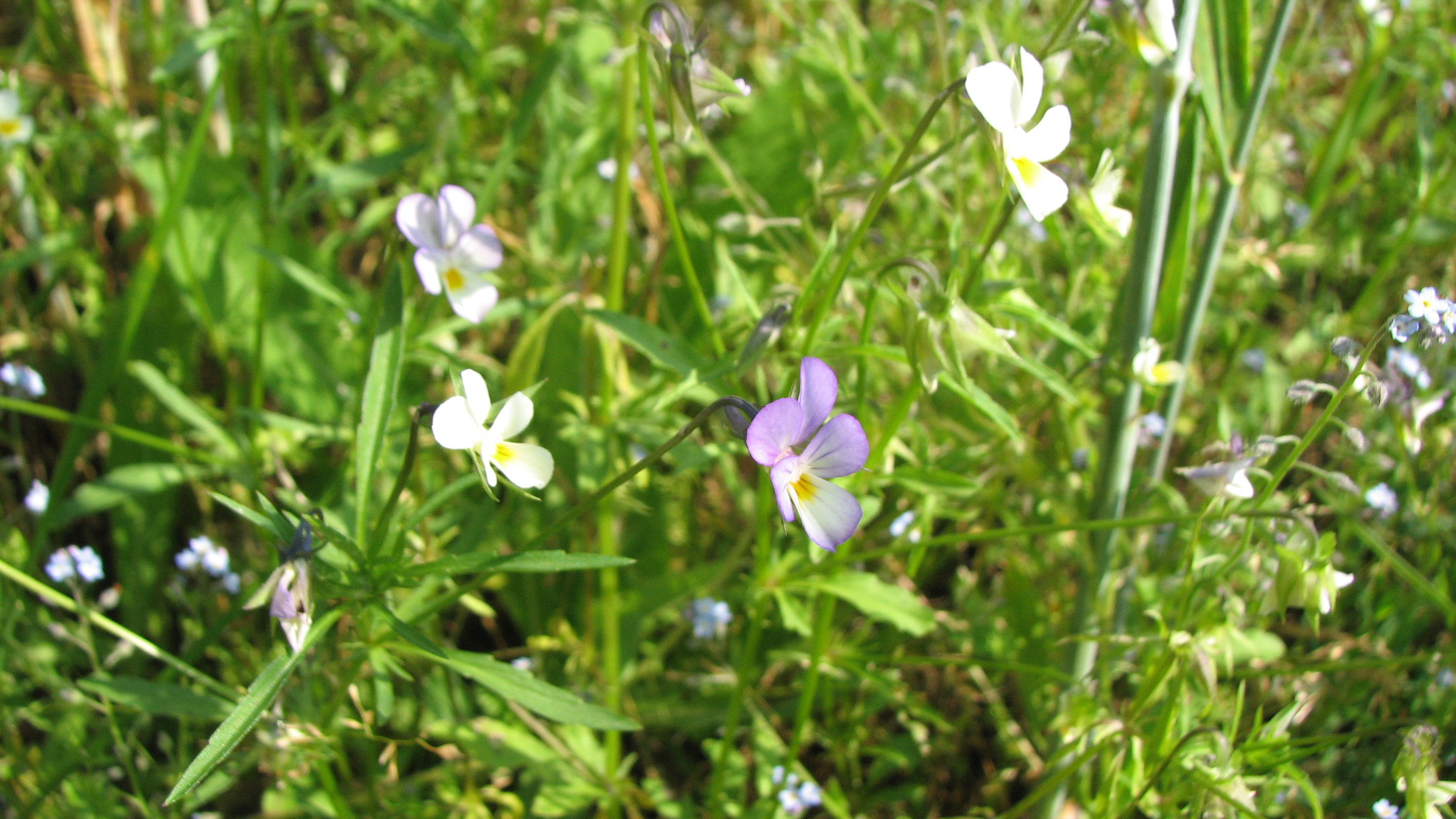 Ackerstiefmütterchen