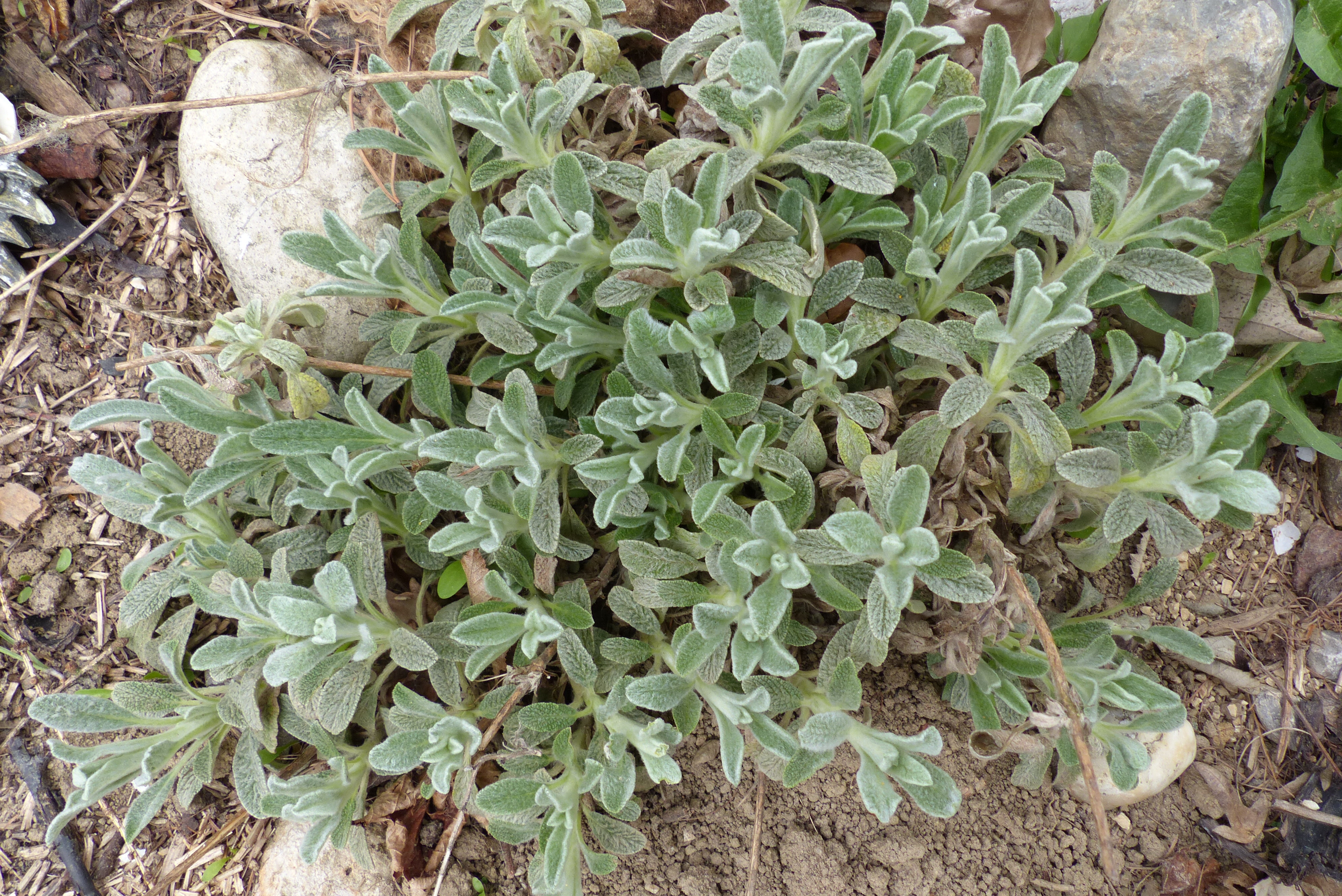 Griechischer Bergtee