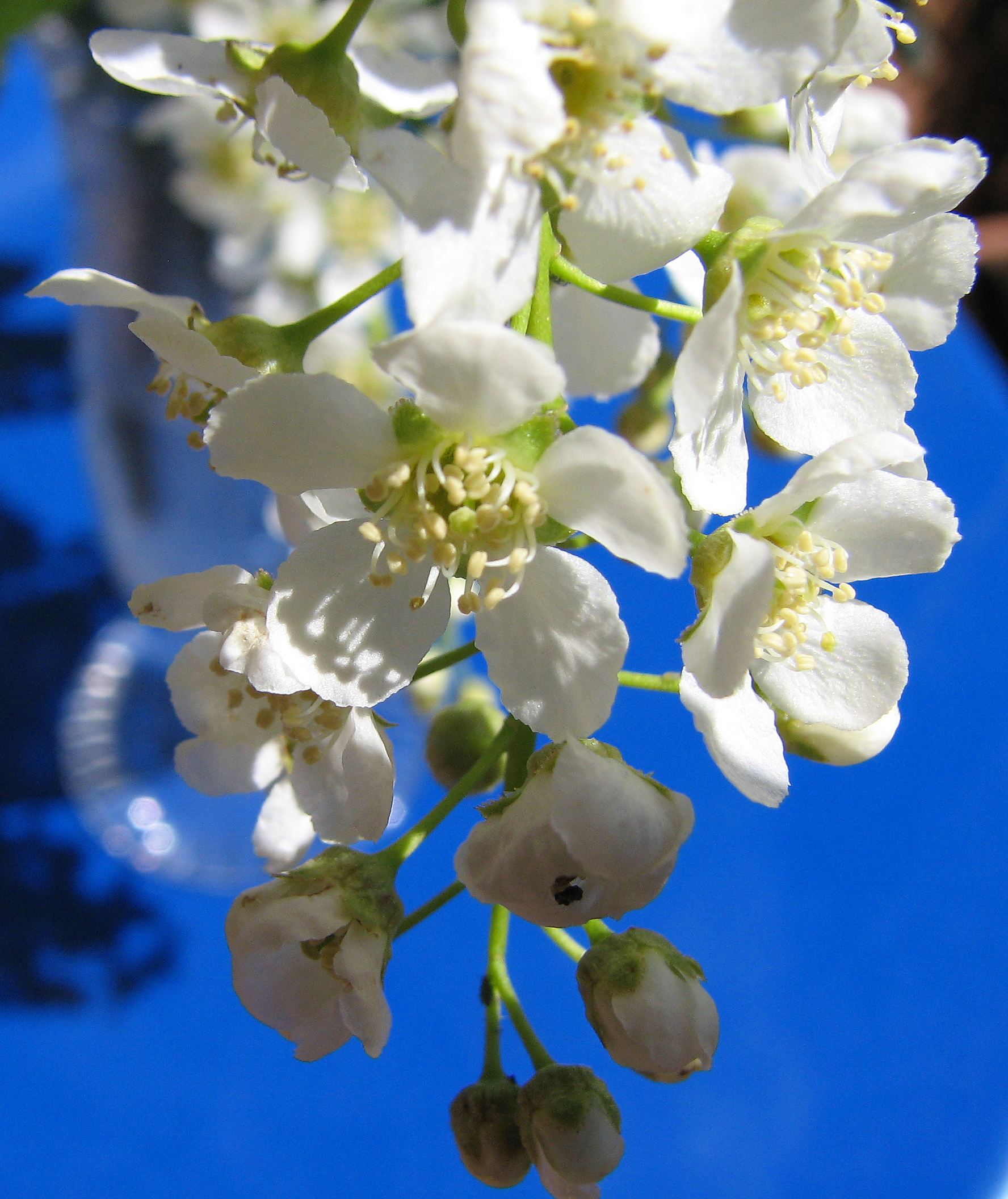 Spätblühende Traubenkirsche