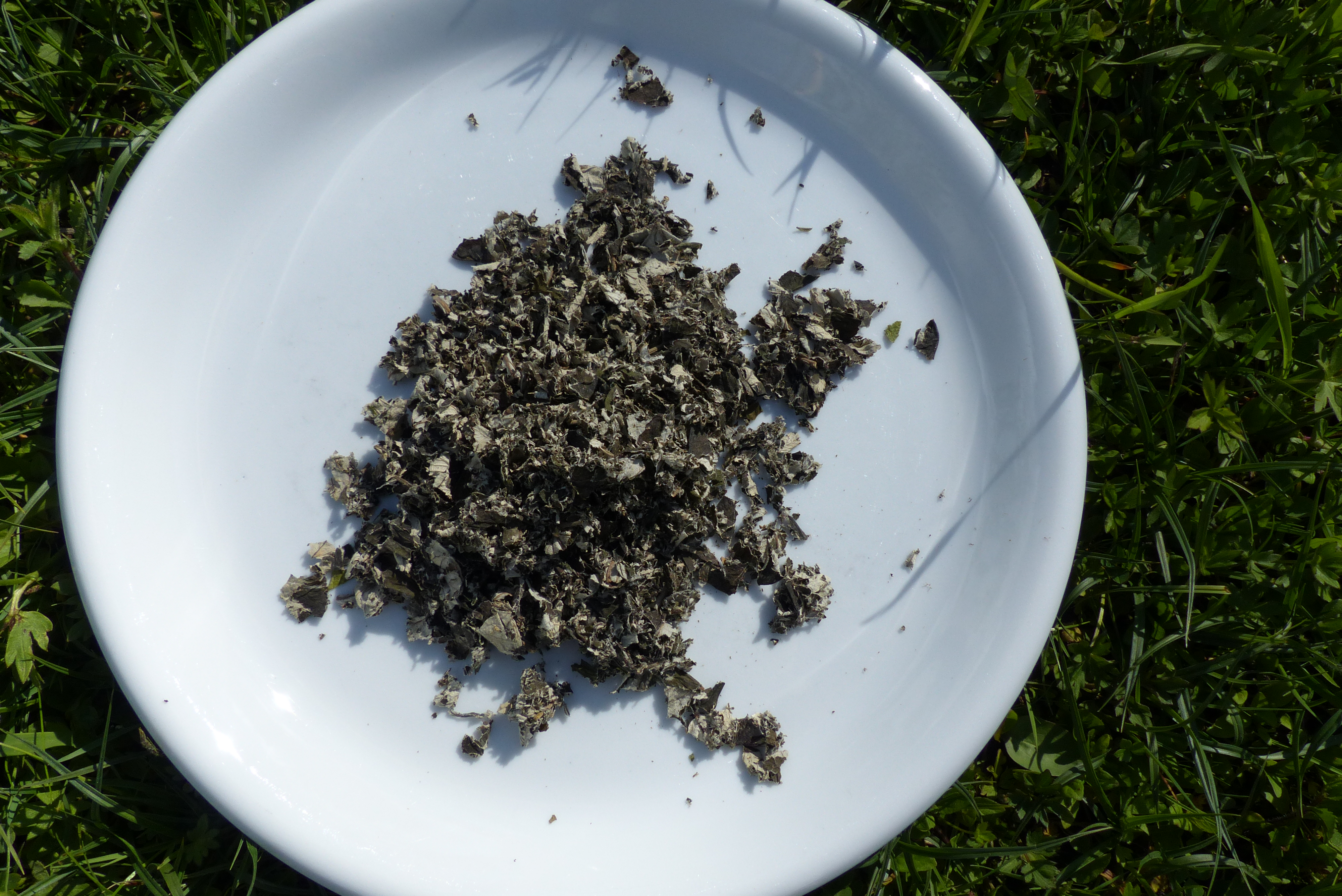 Fermentieren von Himbeerblättern und anderen