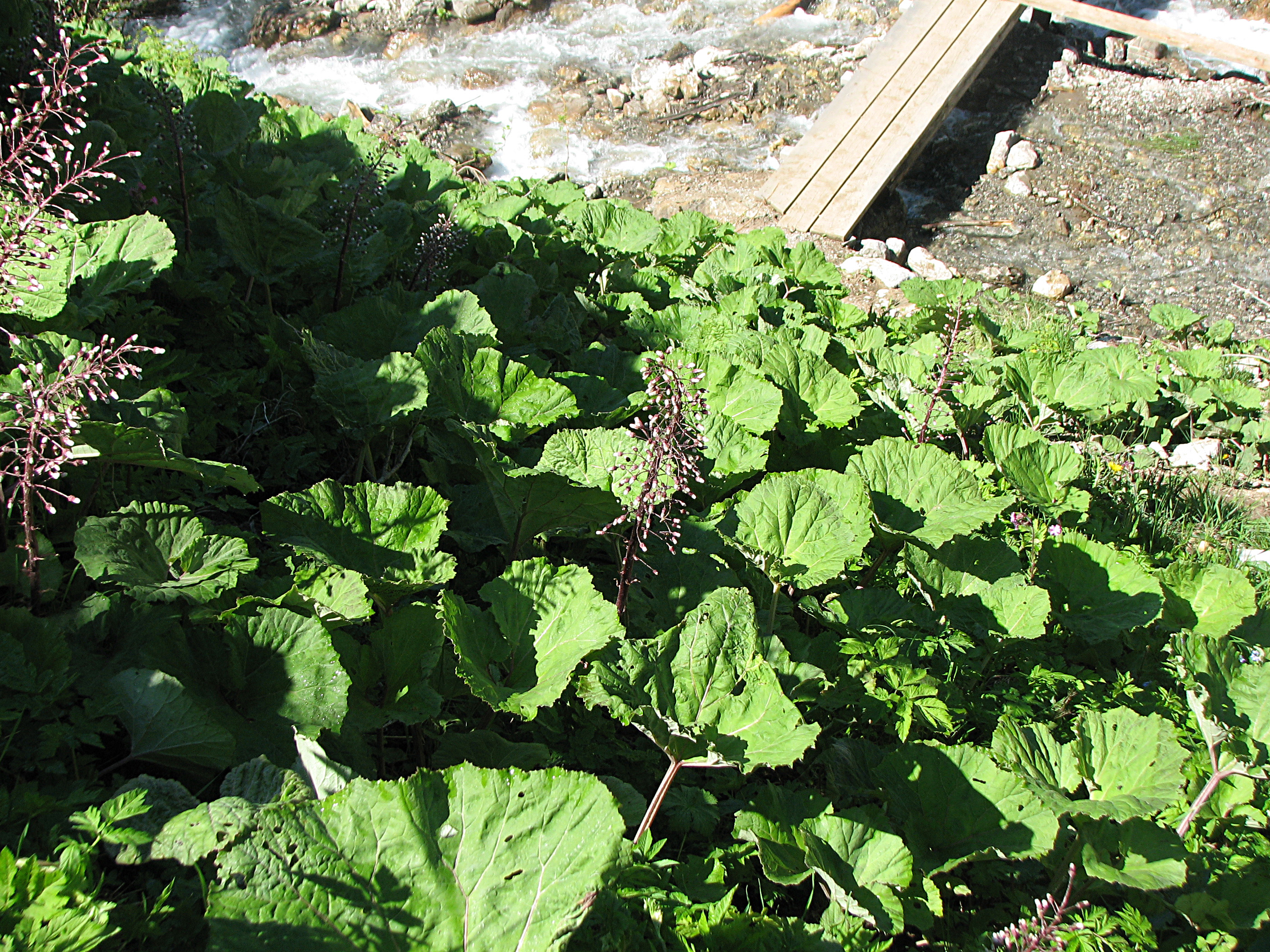 Gewöhnliche Pestwurz