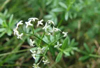 Wiesenlabkraut