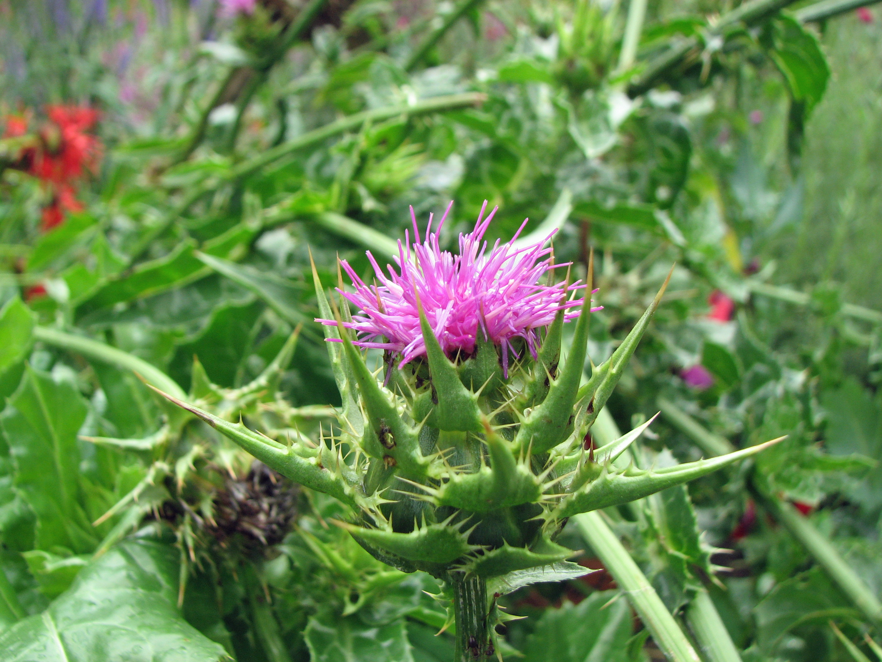 Mariendistel