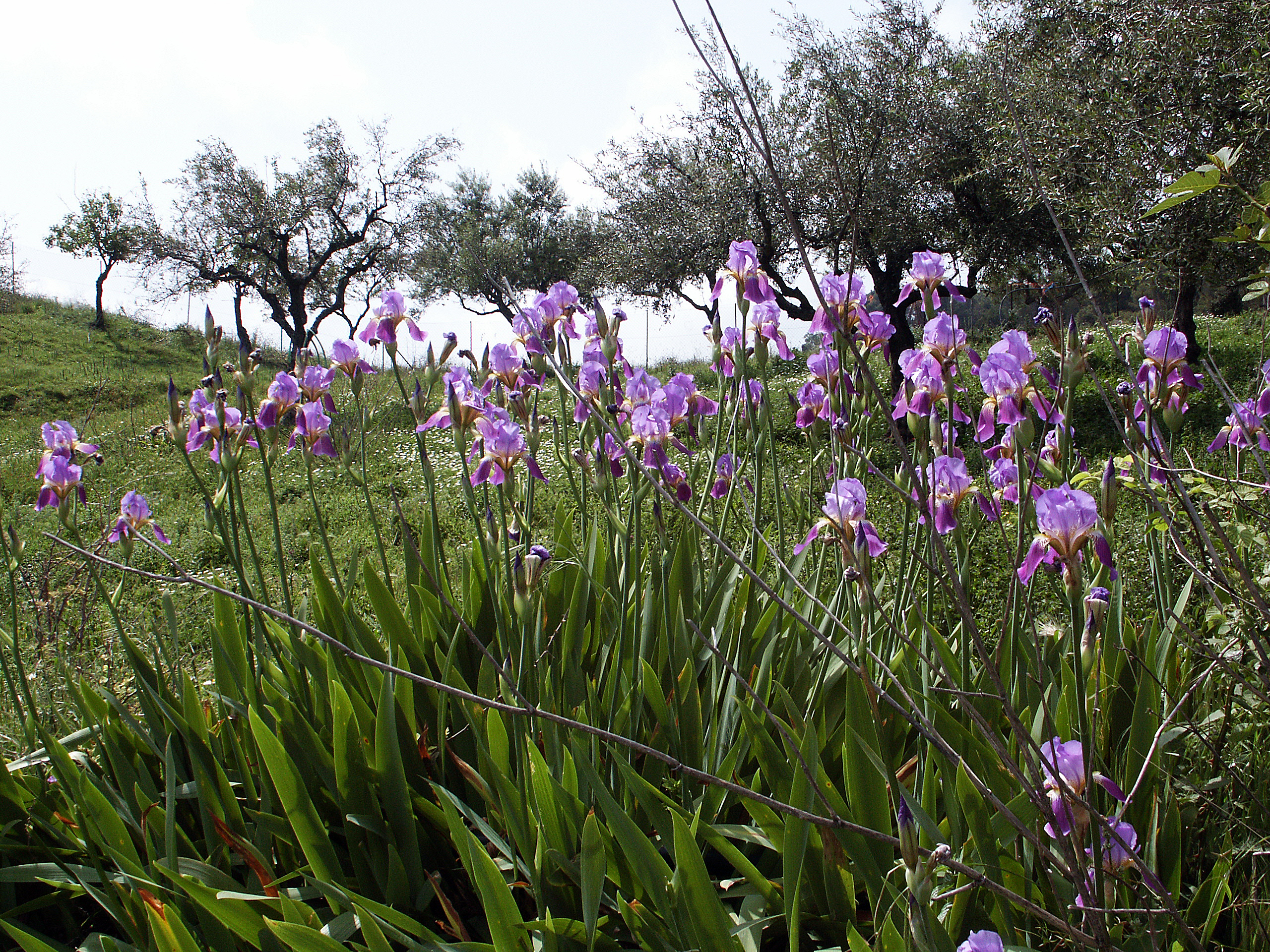 Deutsche Schwertlilie