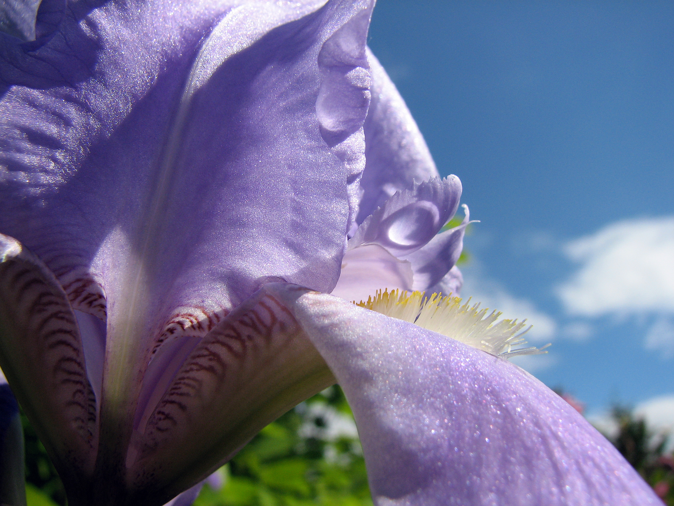 Bleiche Schwertlilie