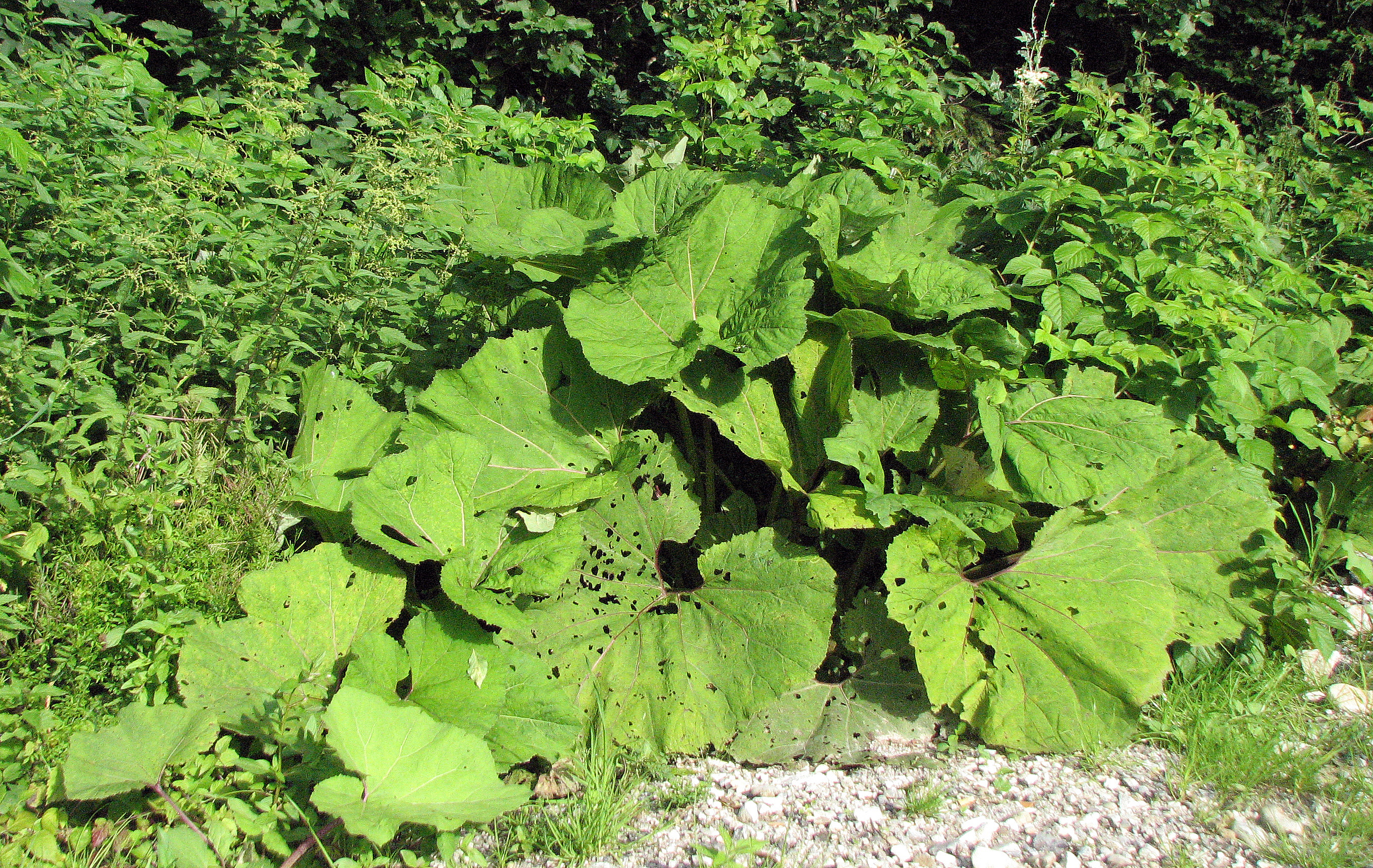 Gewöhnliche Pestwurz