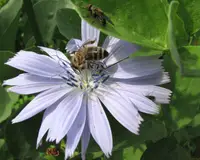 Endivie