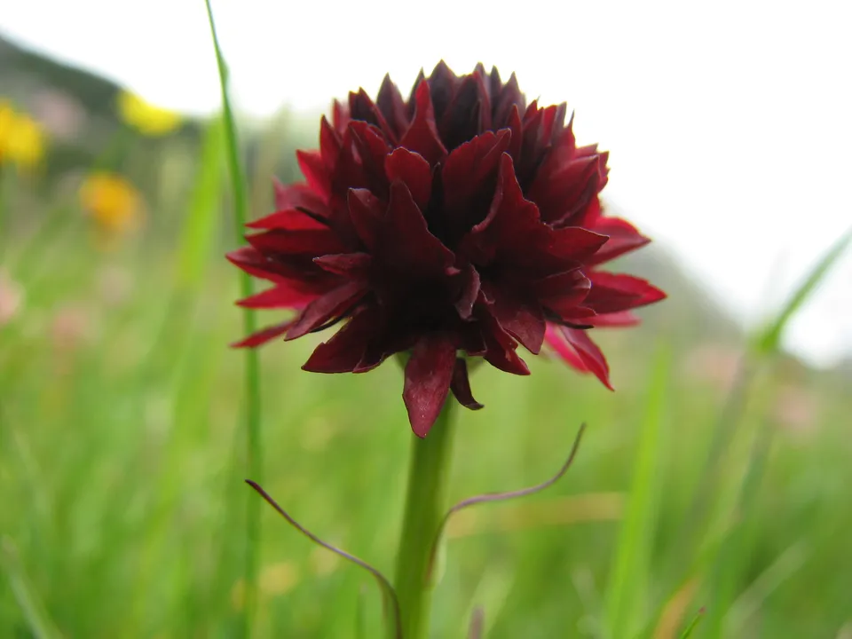 Österreichisches Kohlröschen