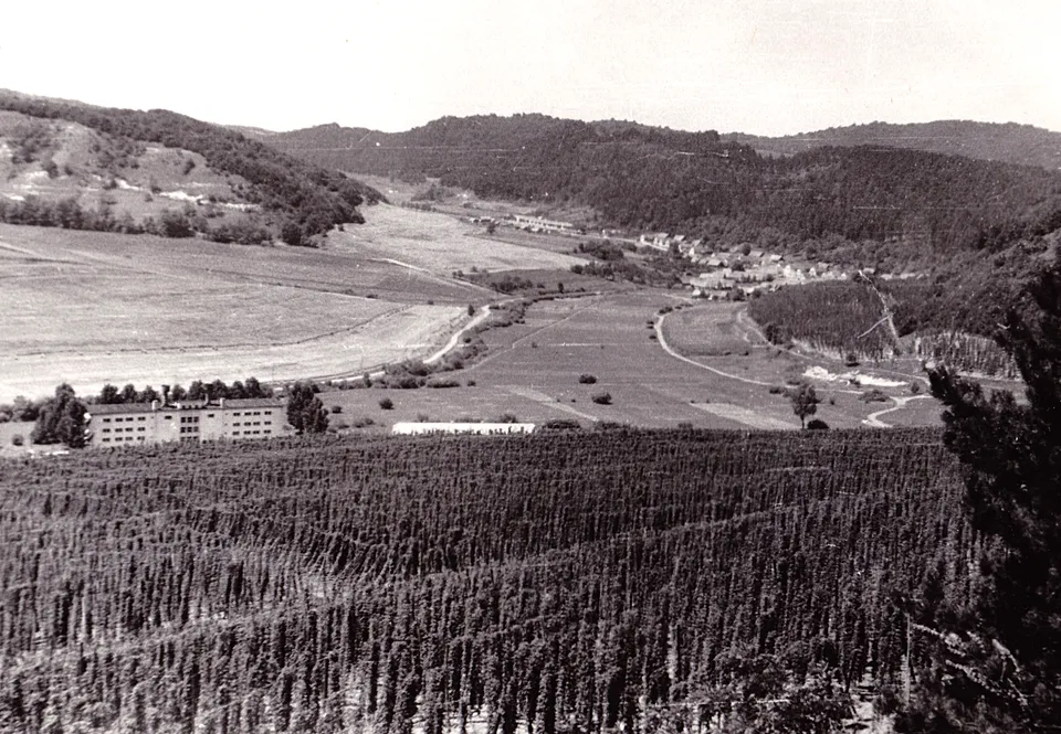 Geschichte des Hopfens