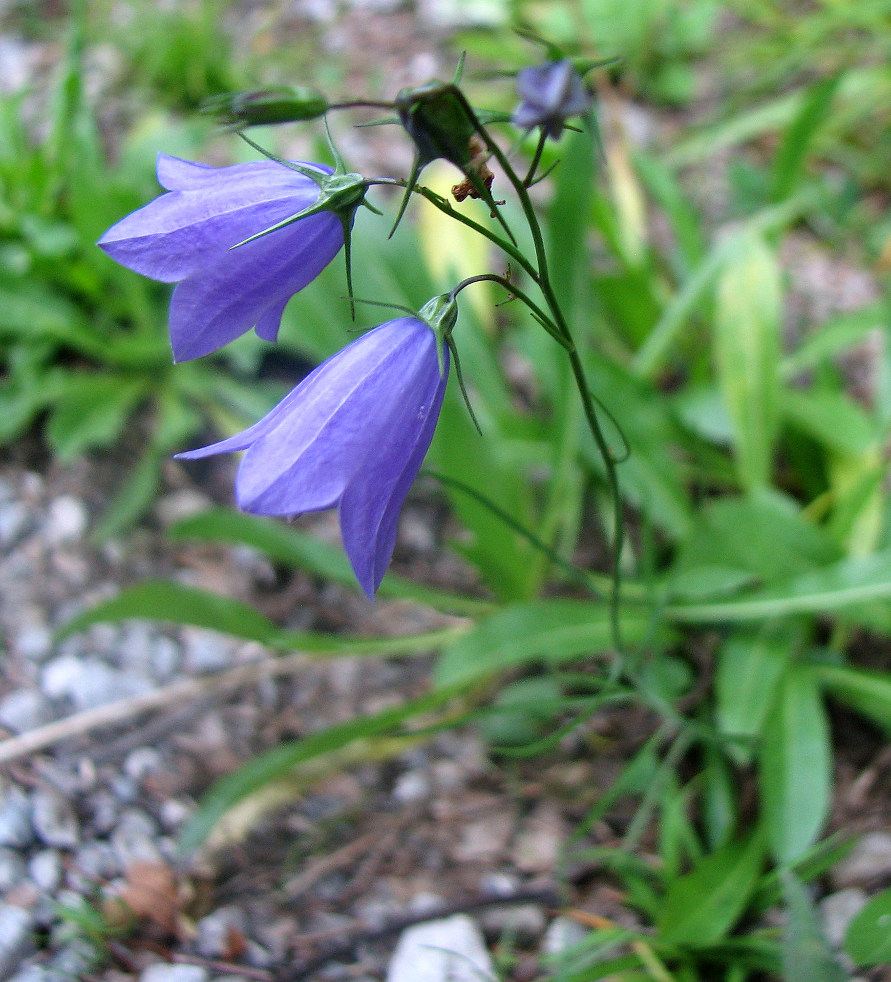Scheuchzers Glockenblume