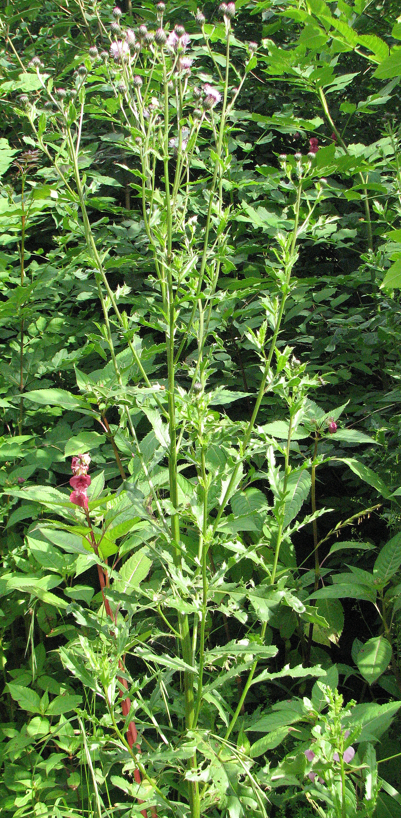 Ackerkratzdistel