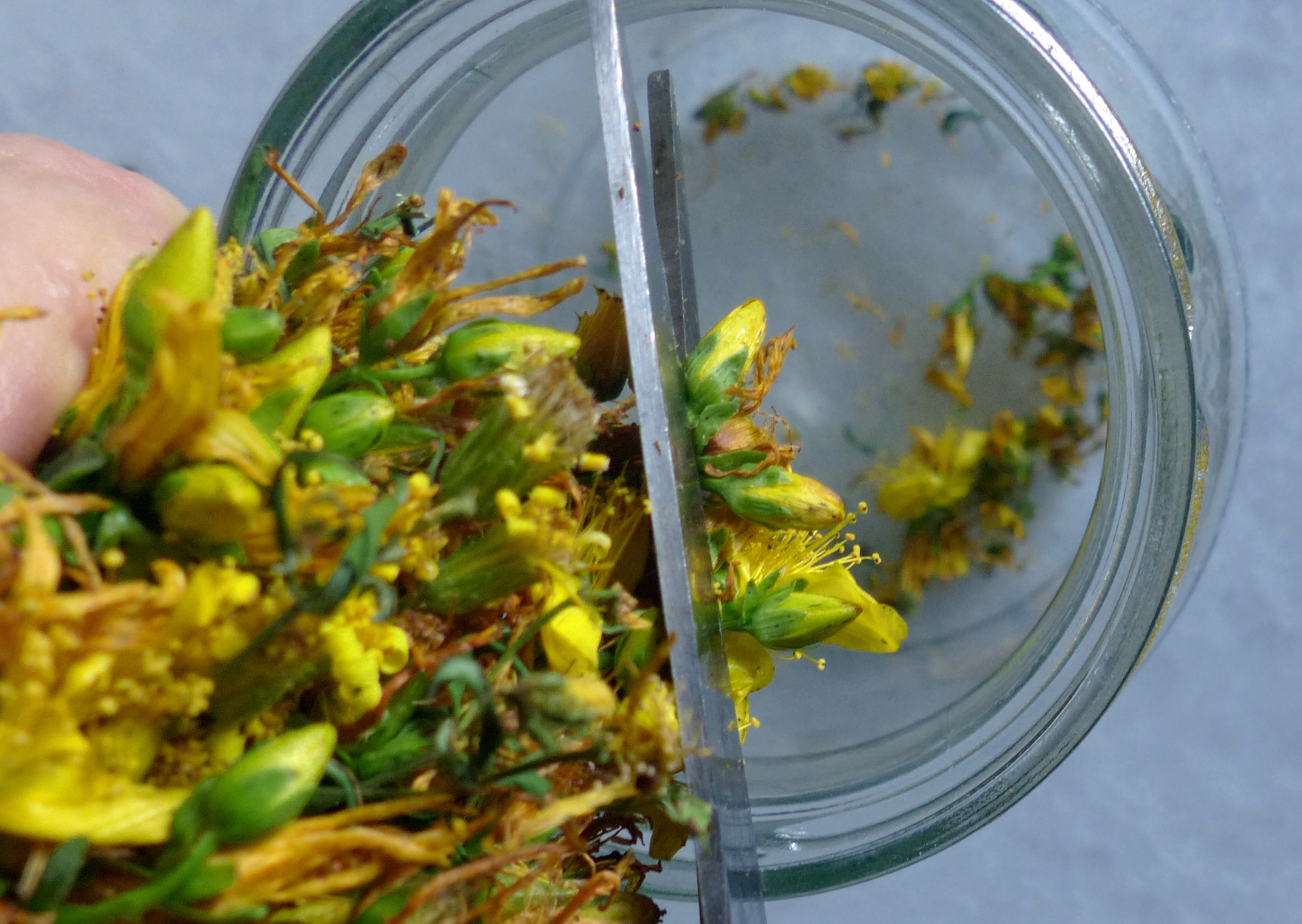 Johanniskrauttinktur   und  -Tee