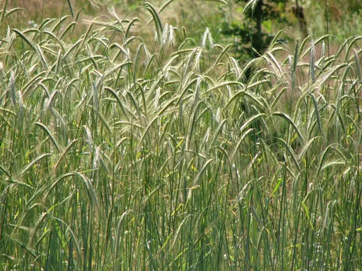 Der Roggenanbau in Tirol in vergangenen Zeiten