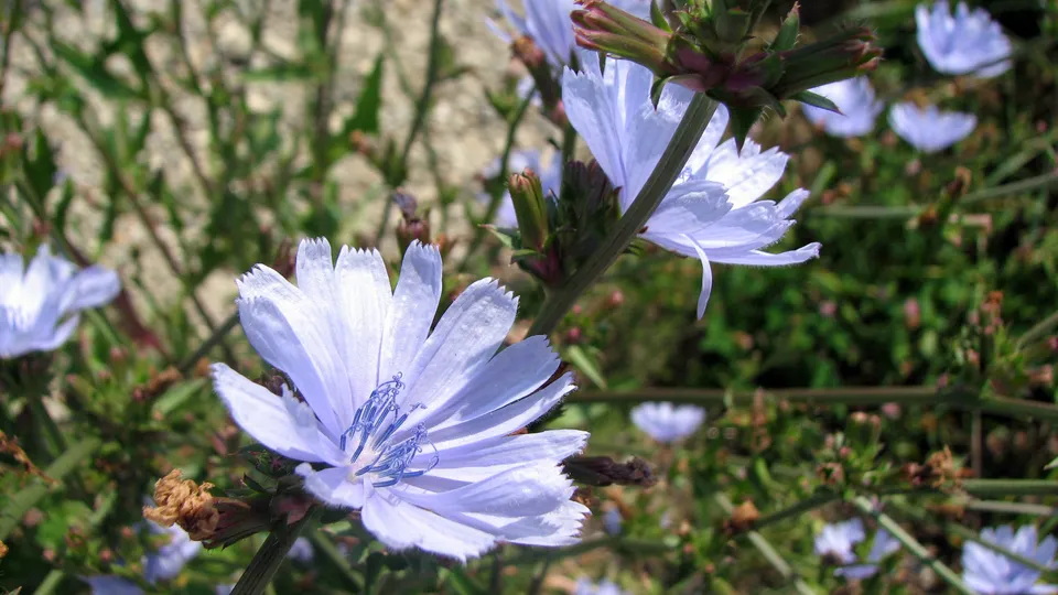 Gewöhnliche Wegwarte