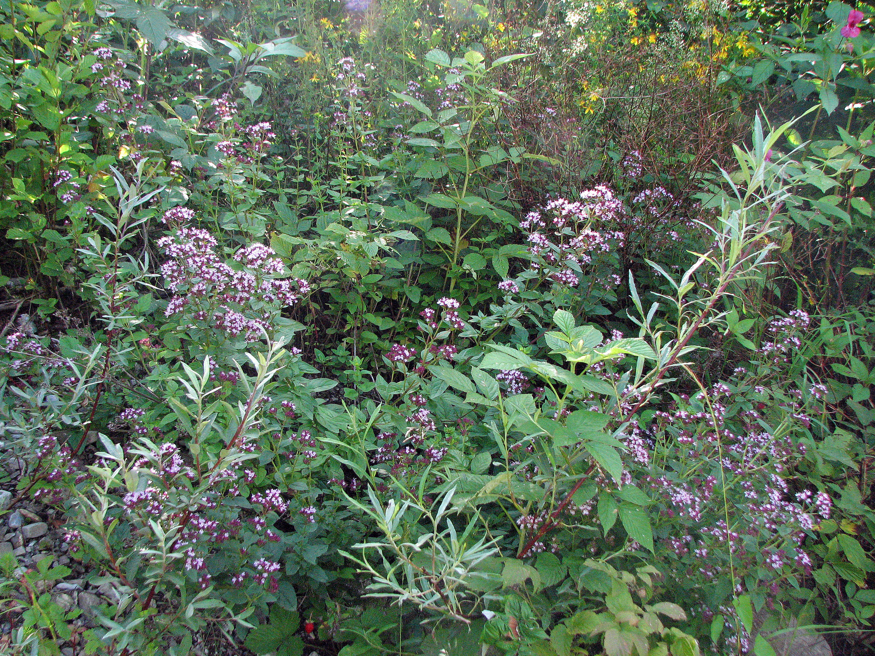 Gewöhnlicher Echter Dost