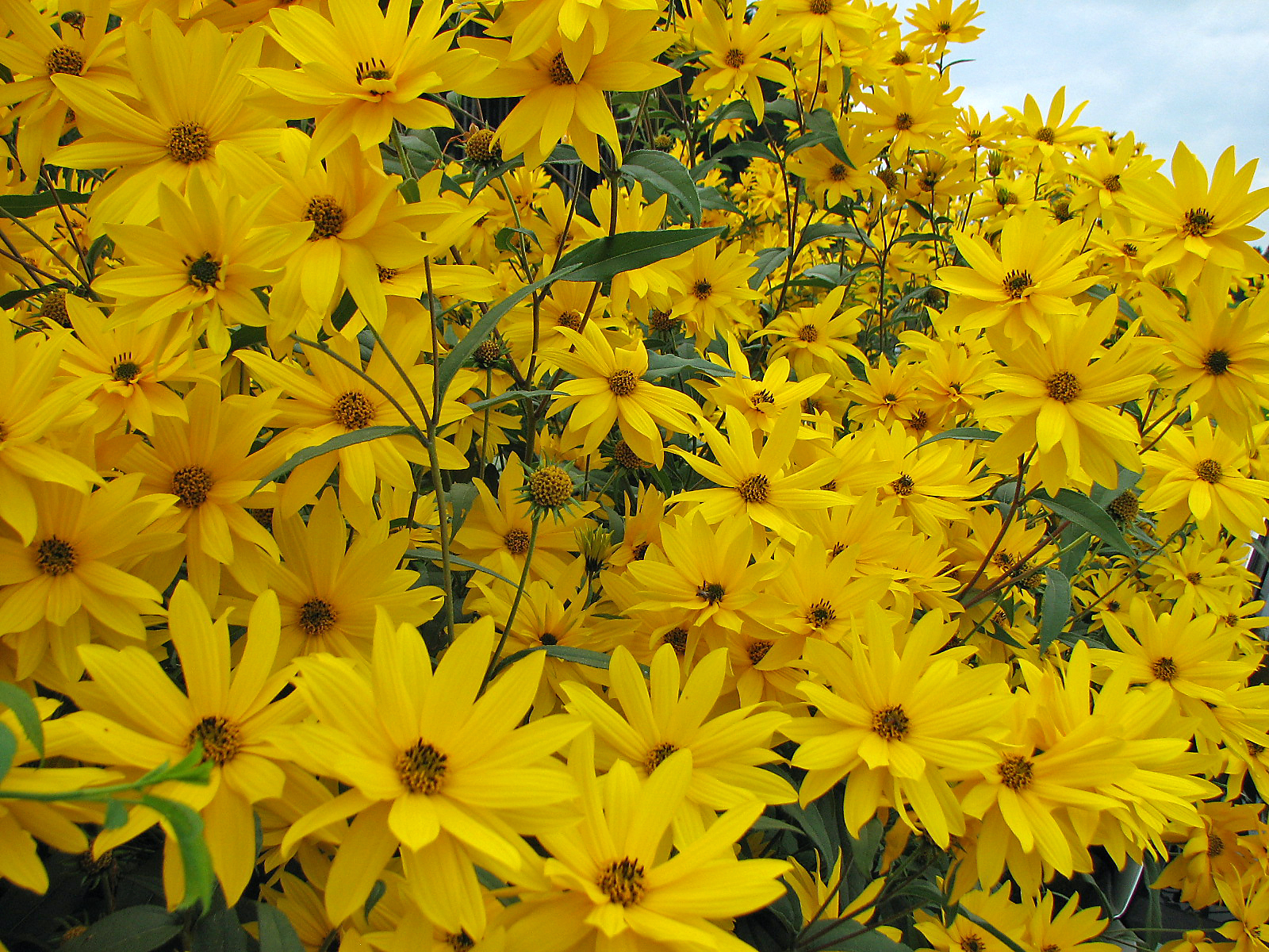 Stauden-Sonnenblume
