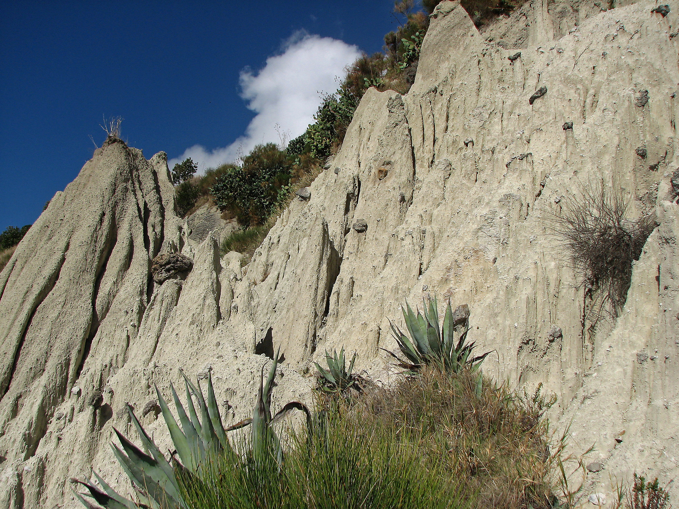 Weintrauben mit Wildem Fenchel
