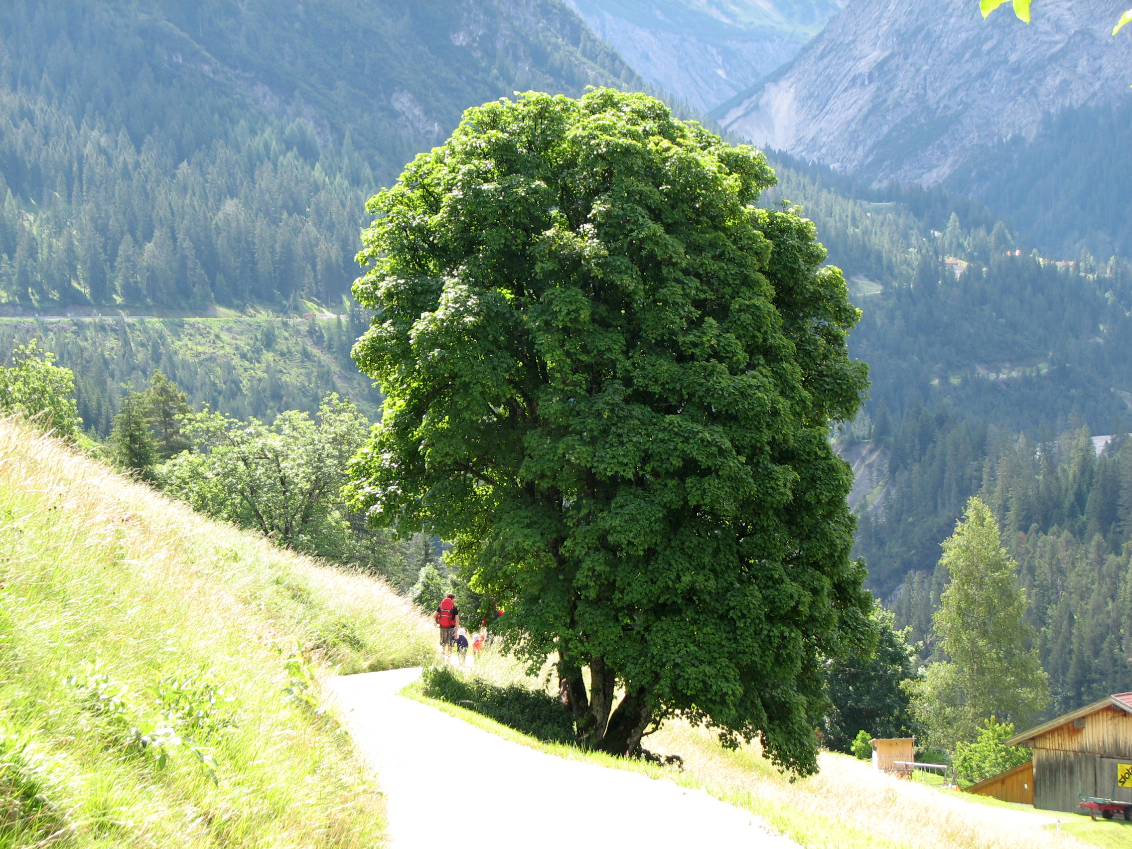 Bergahorn