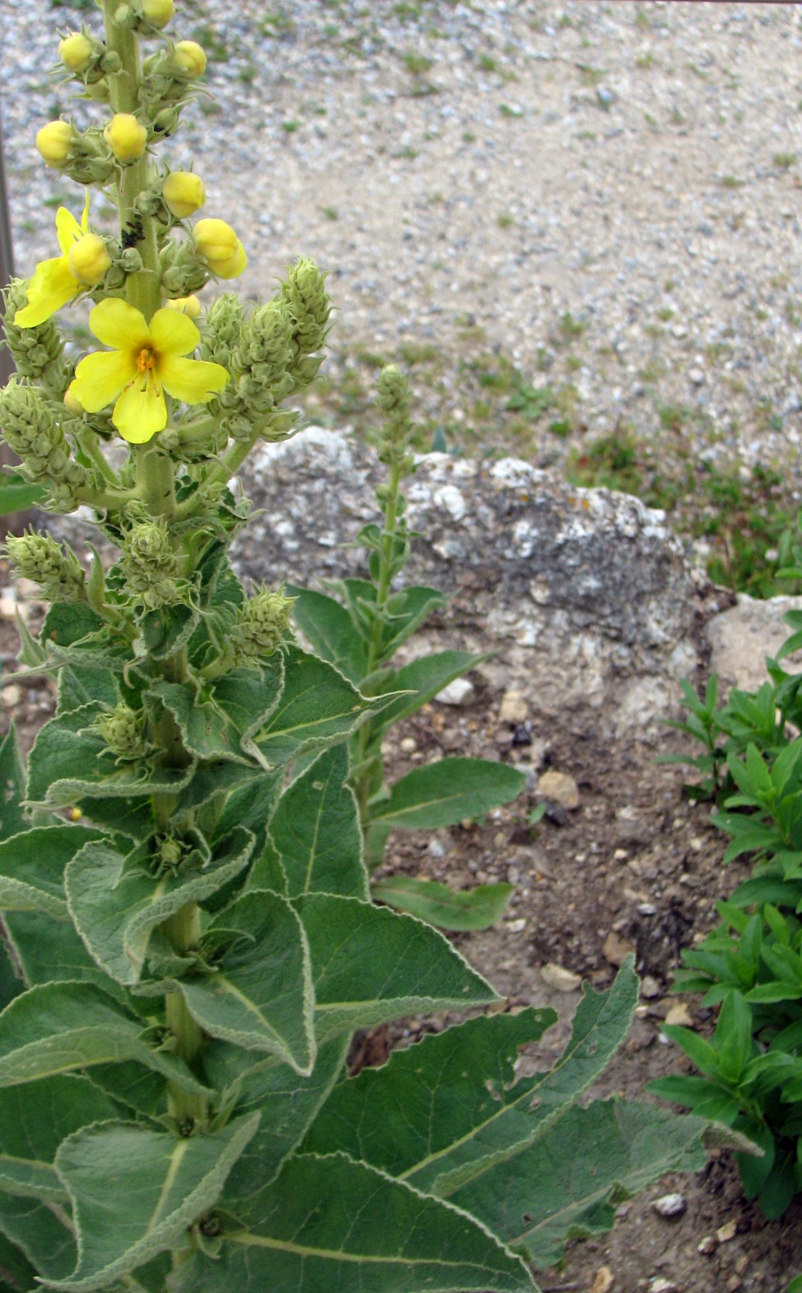 Großblütige Königskerze