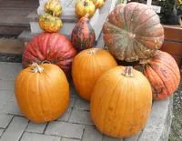 Halloweenkürbis