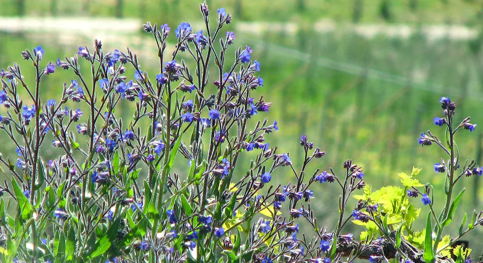 Italienische Ochsenzunge
