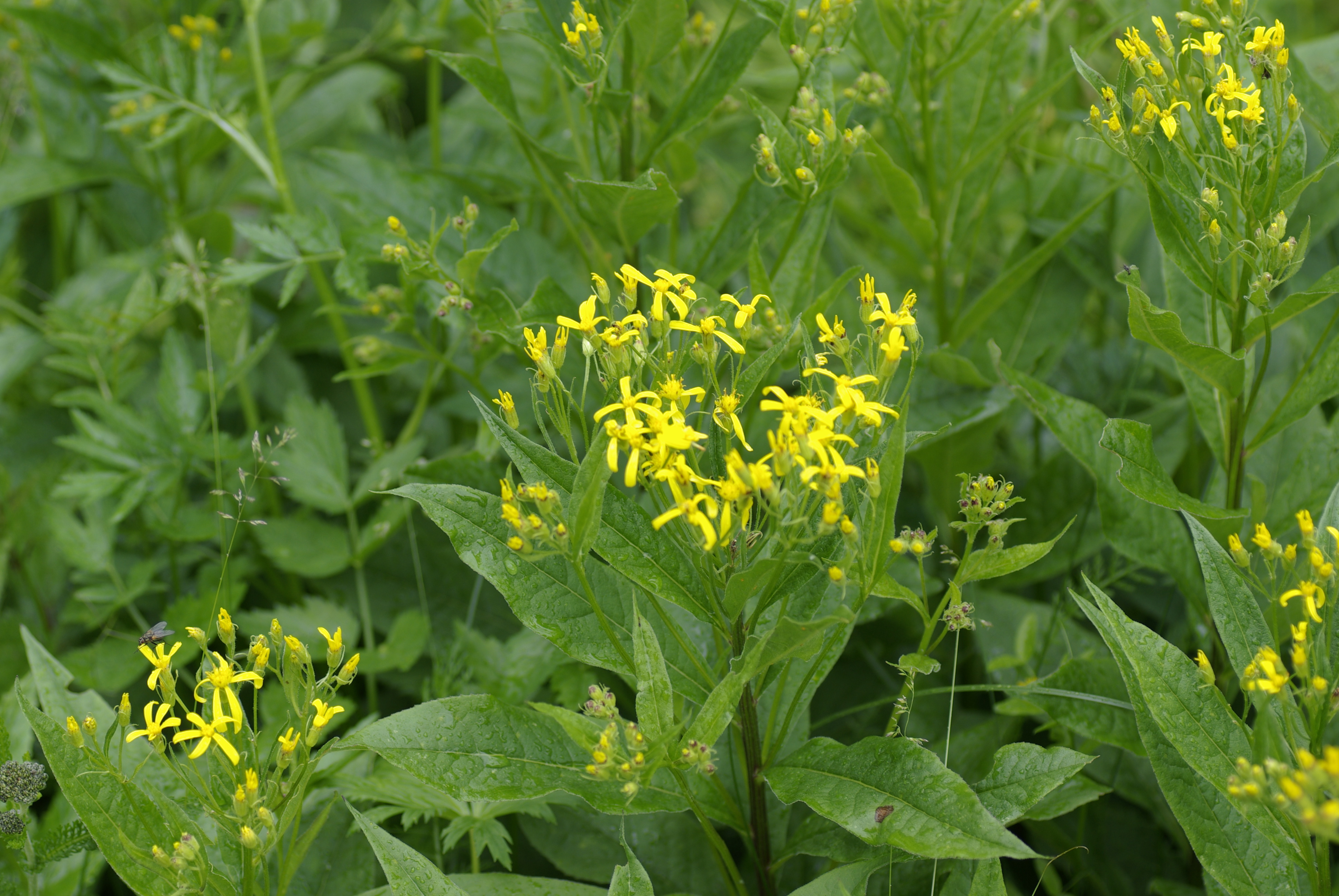 Fuchssches Greiskraut