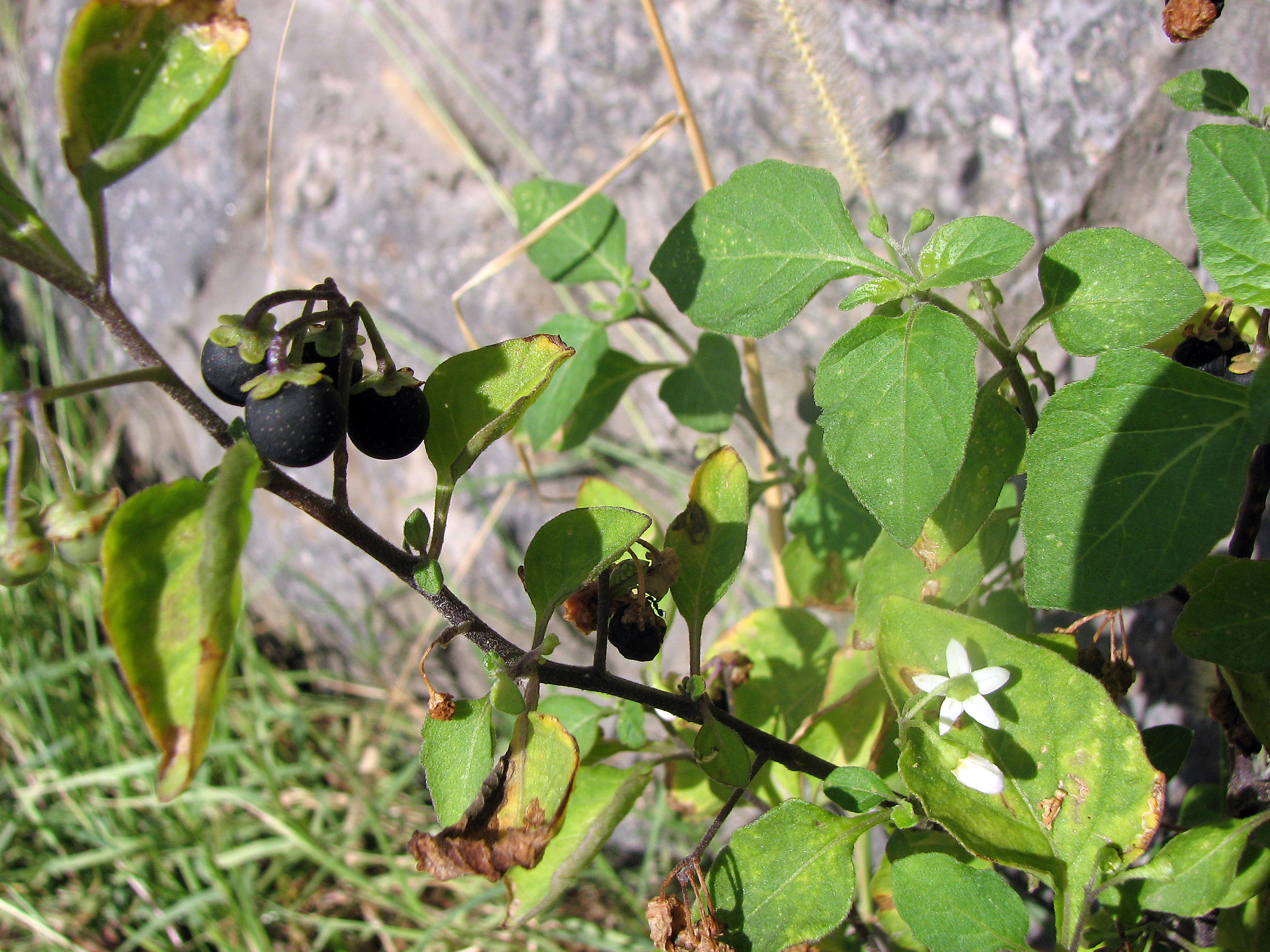 Schwarzer Nachtschatten