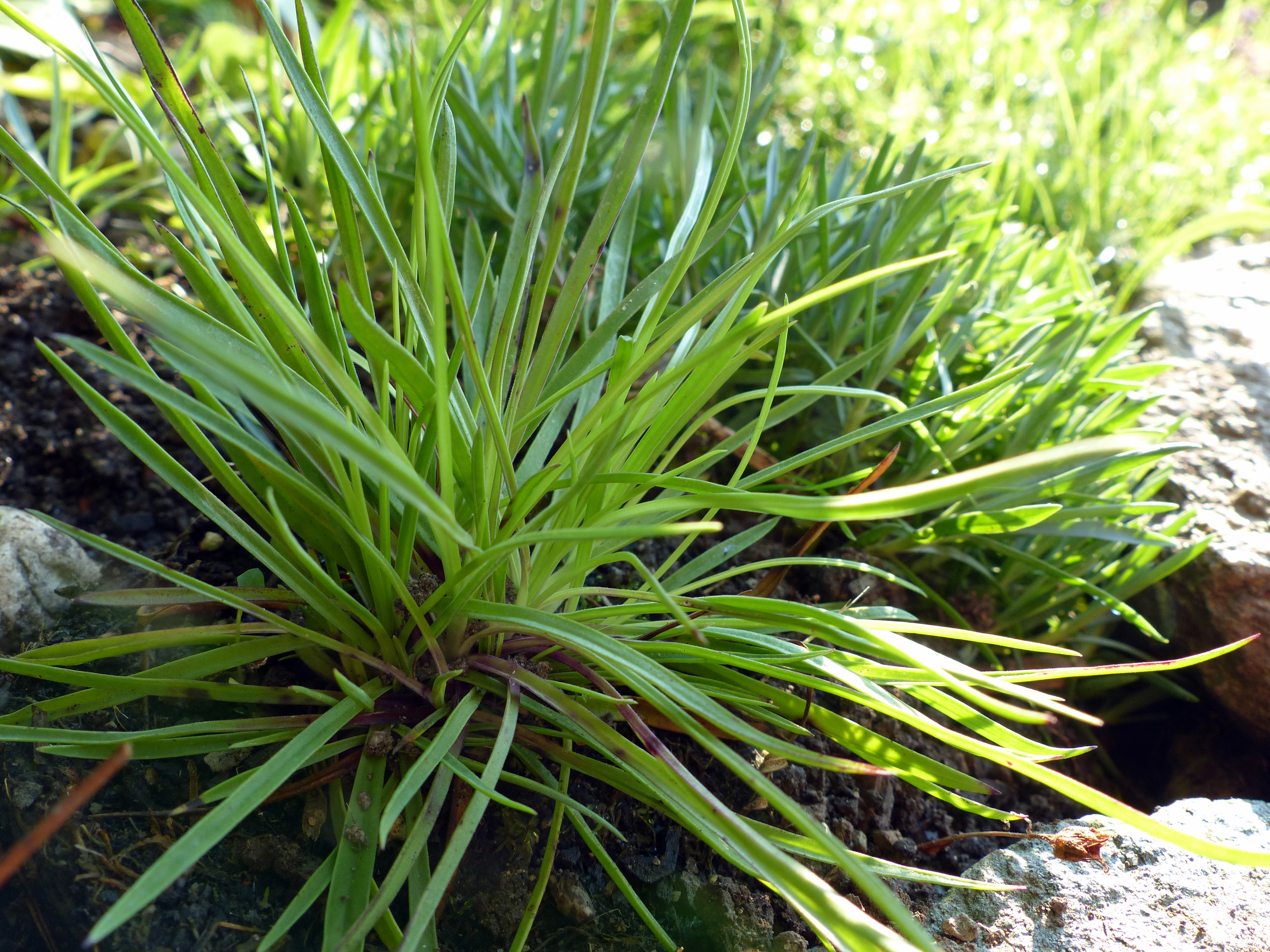 Gewöhnliche Kartäusernelke