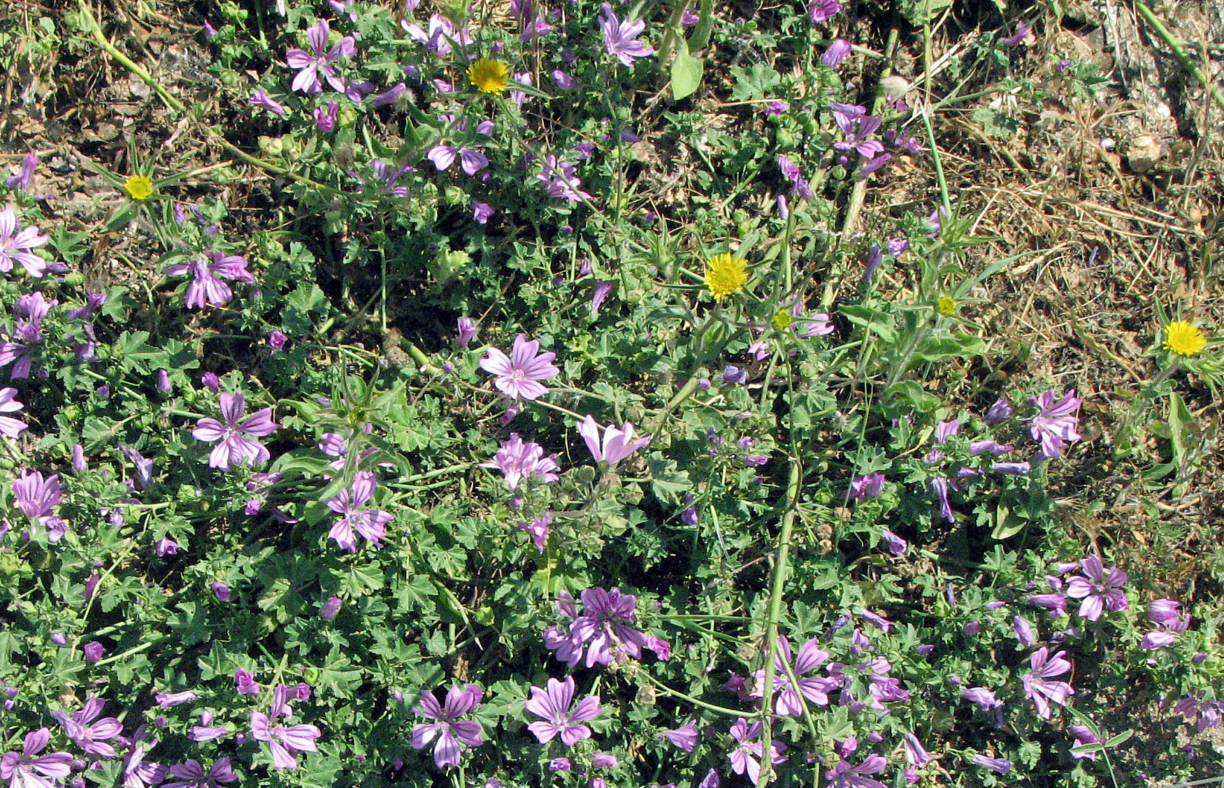 Stechendes Sternauge