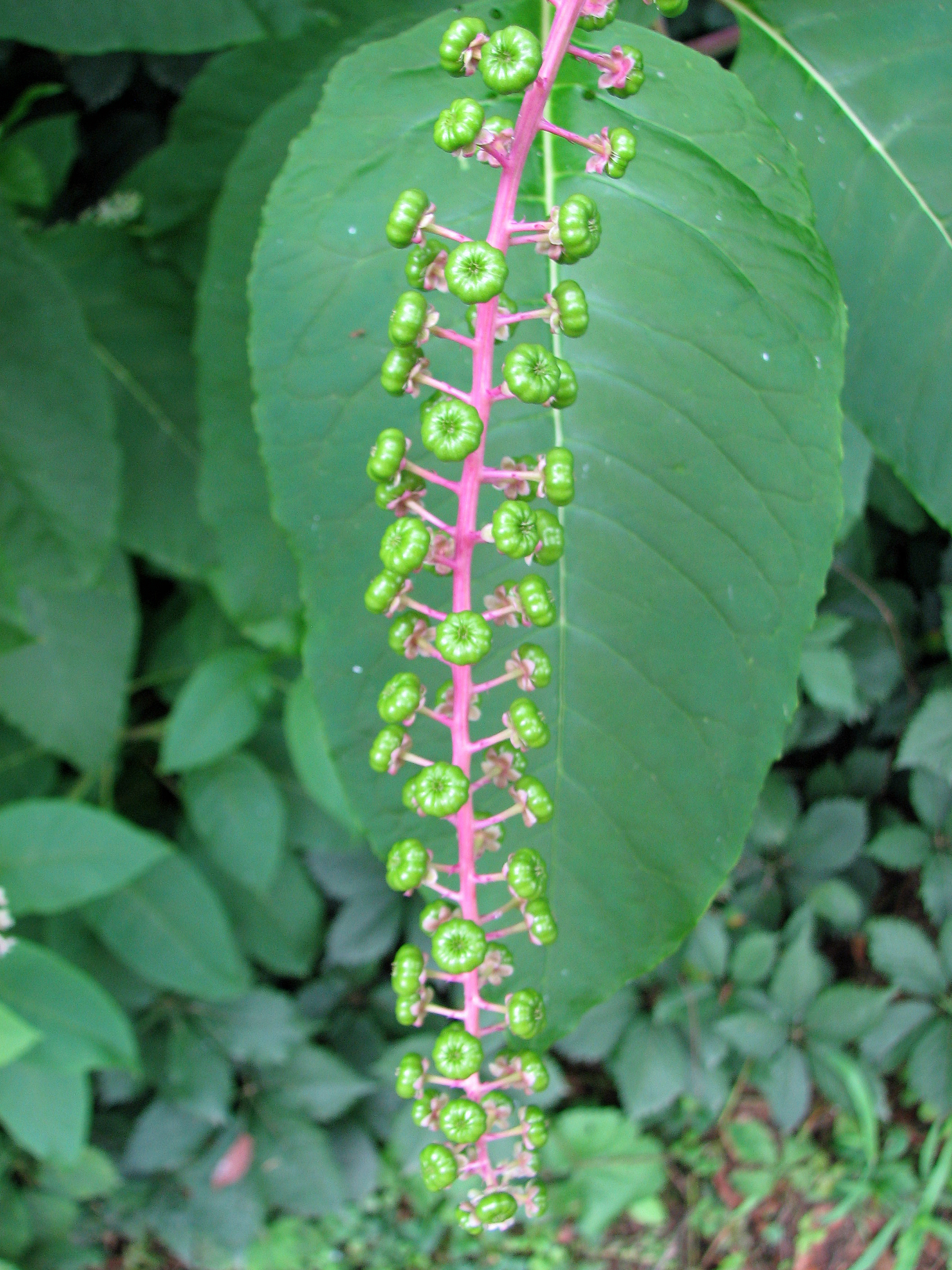 Amerikanische Kermesbeere