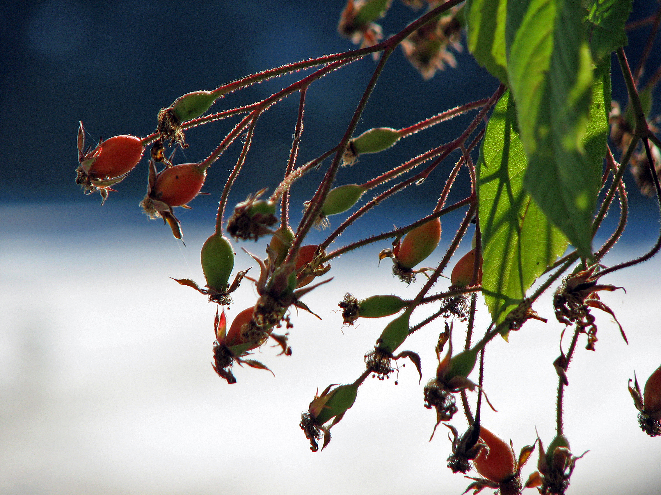 Büschelrose-Wildrose