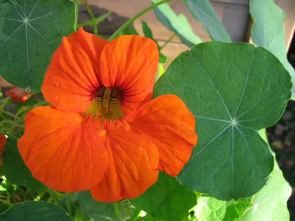 Große Kapuzinerkresse