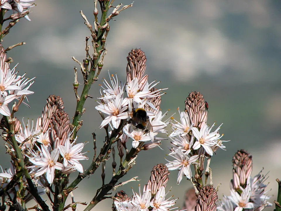 Pflanzen der Hekate, Teil I