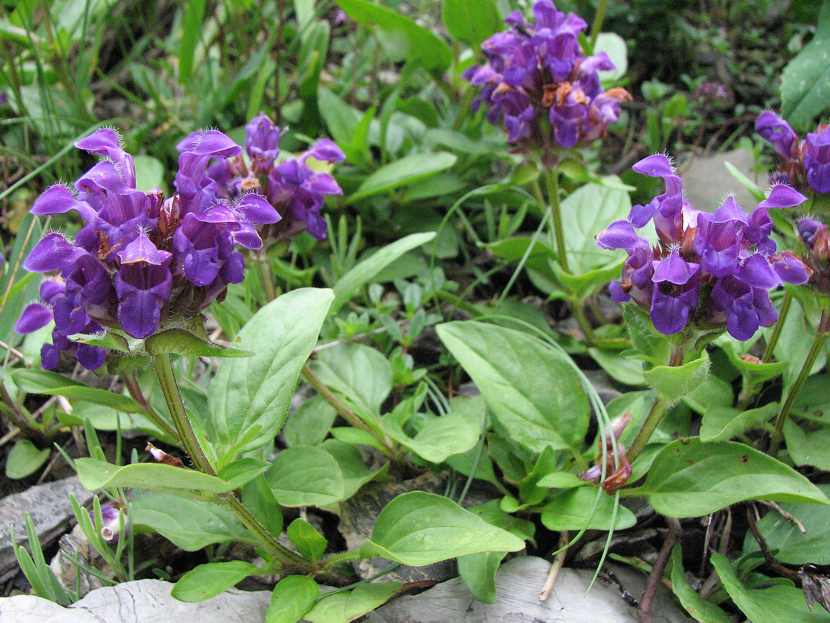 Großblütige Braunelle