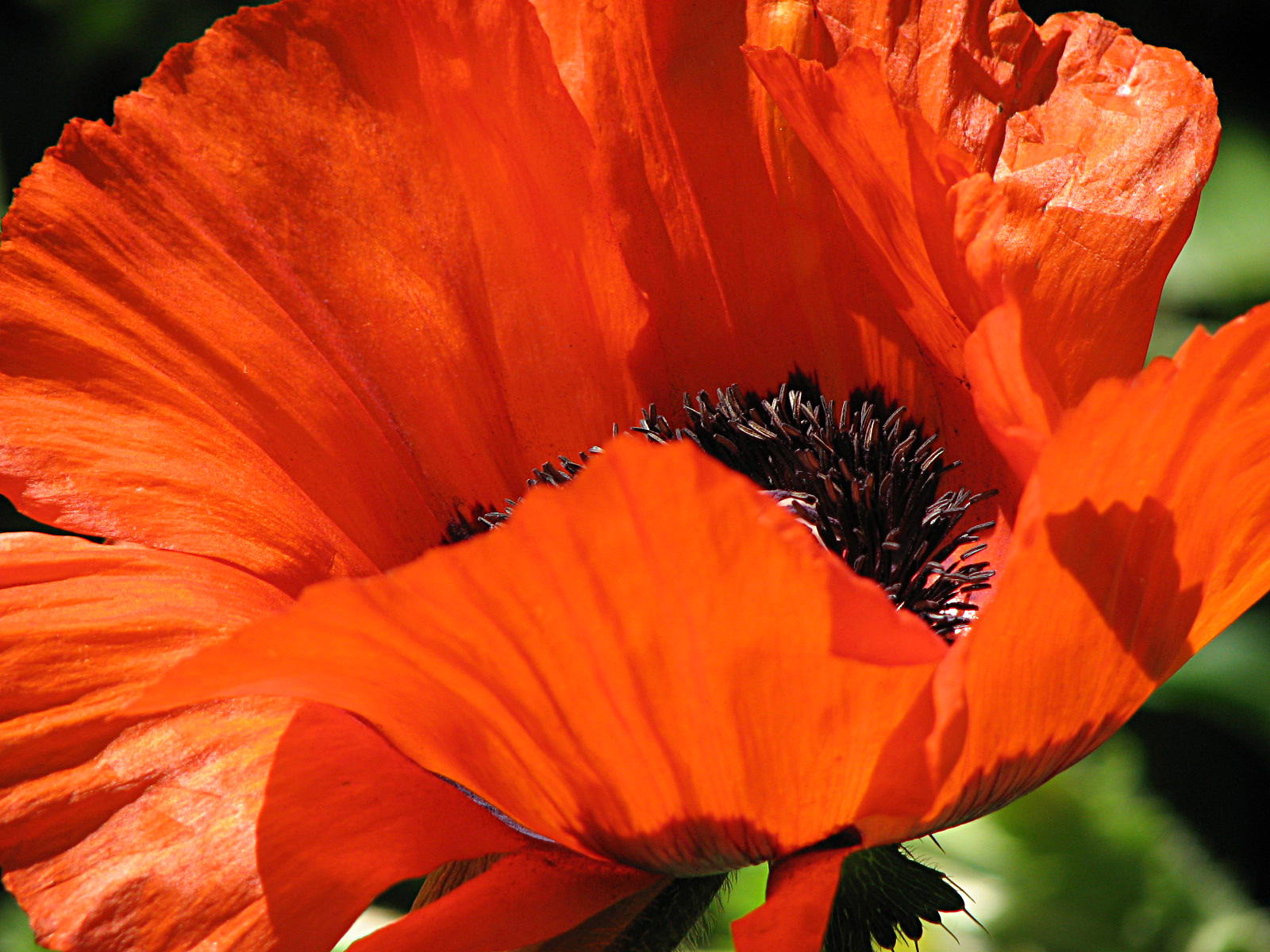 Türkischer Mohn