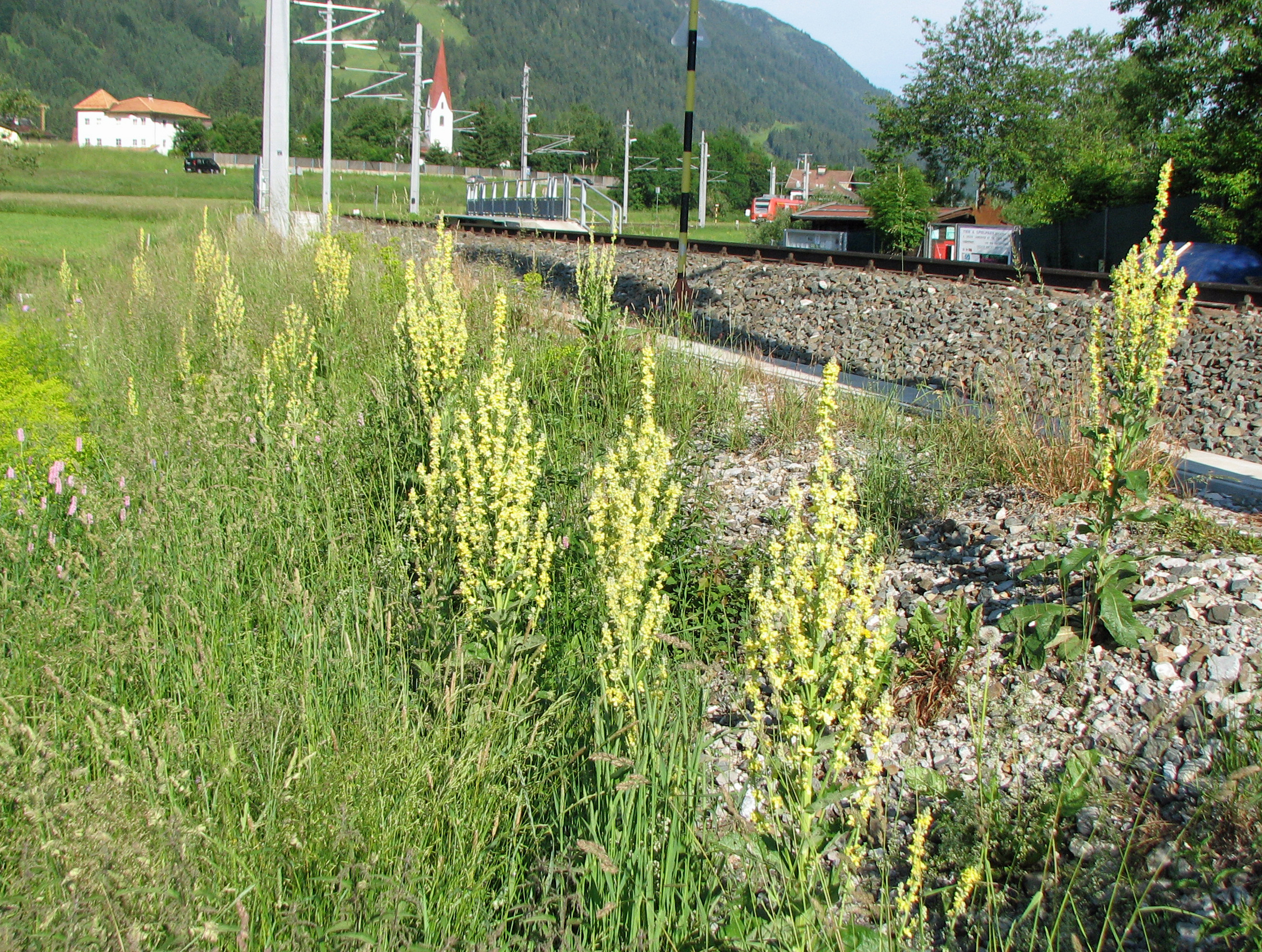 Mehlige Königskerze