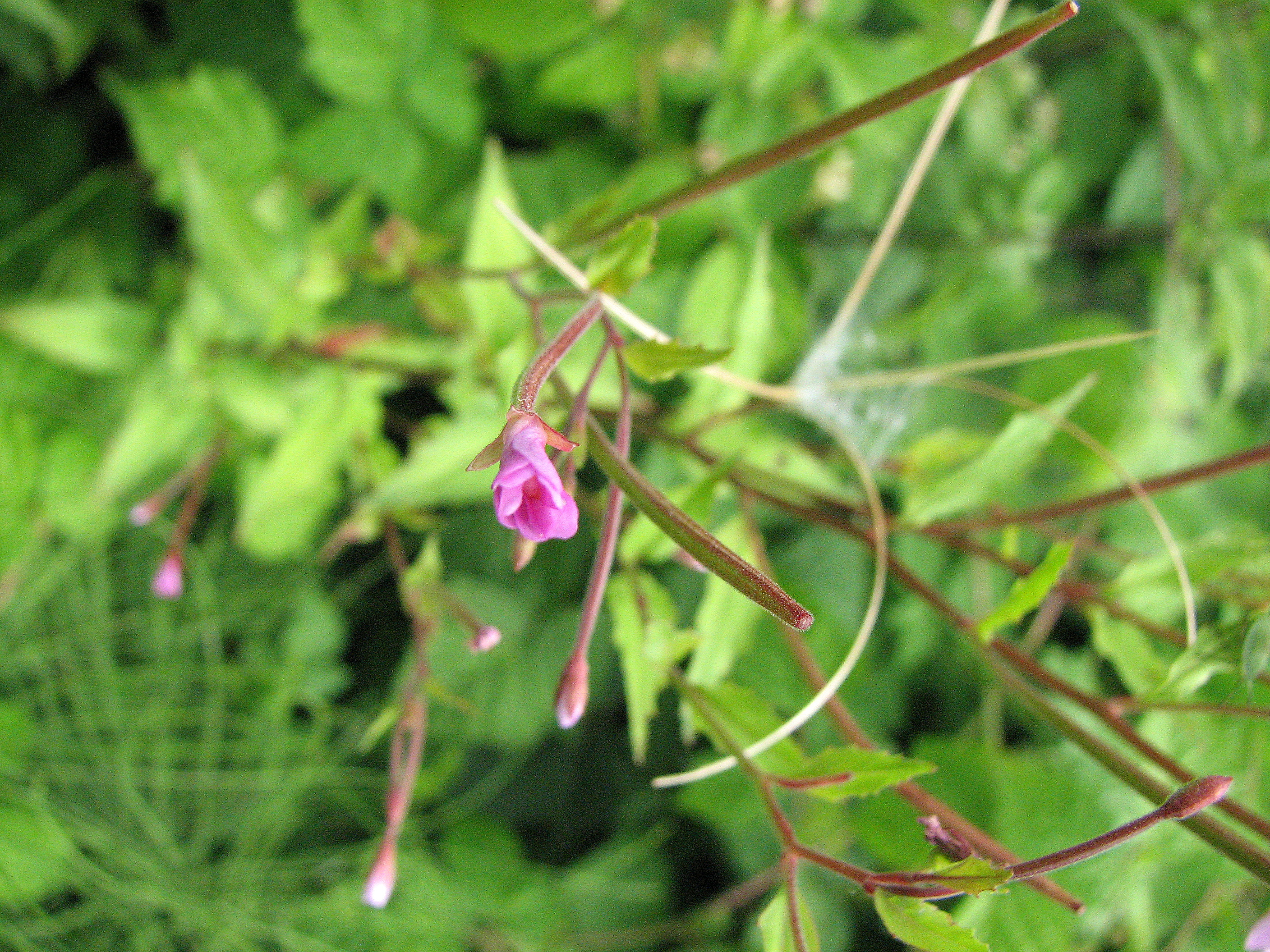 Kleinblütiges Weidenröschen