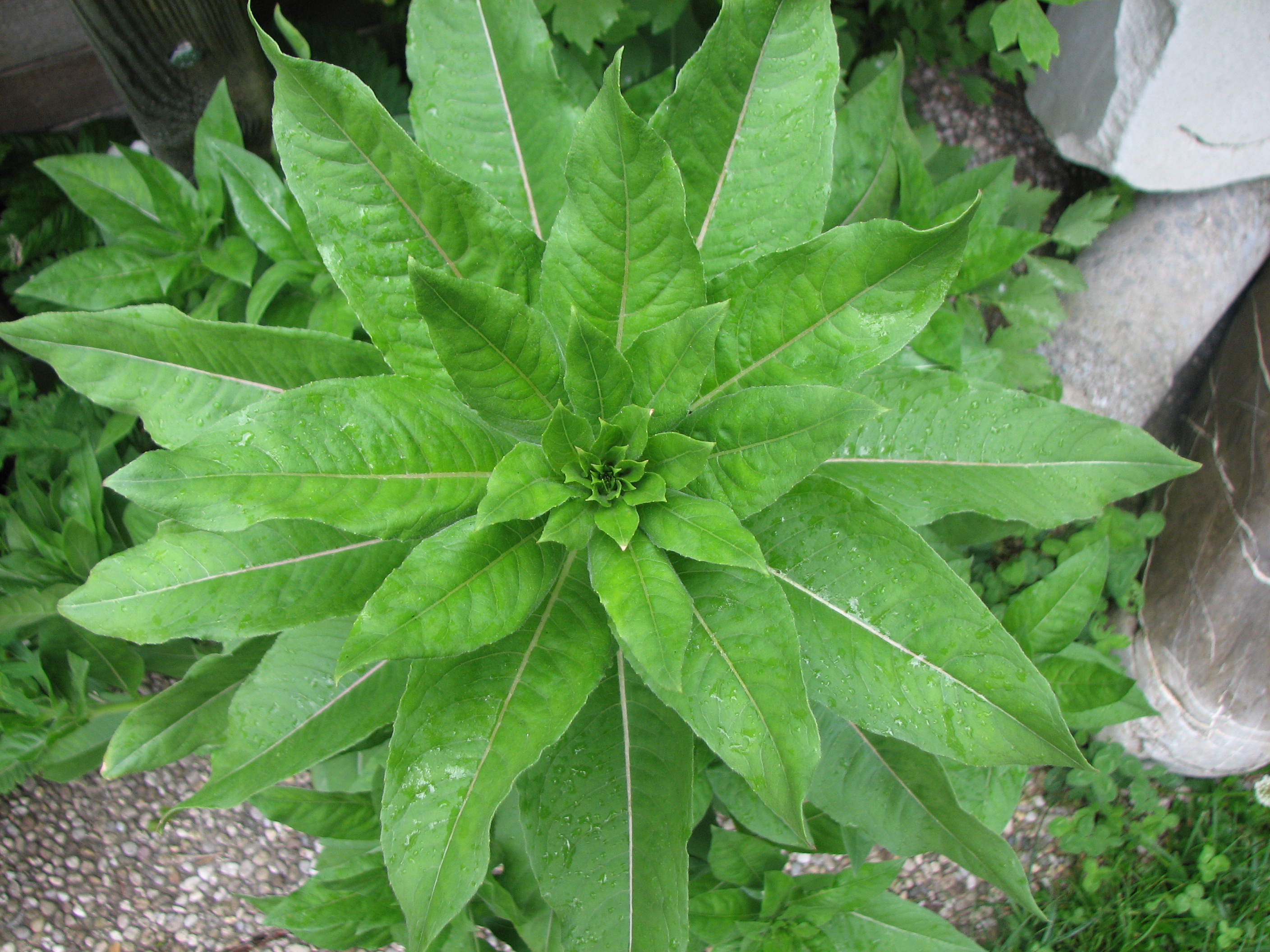 Gewöhnliche Nachtkerze