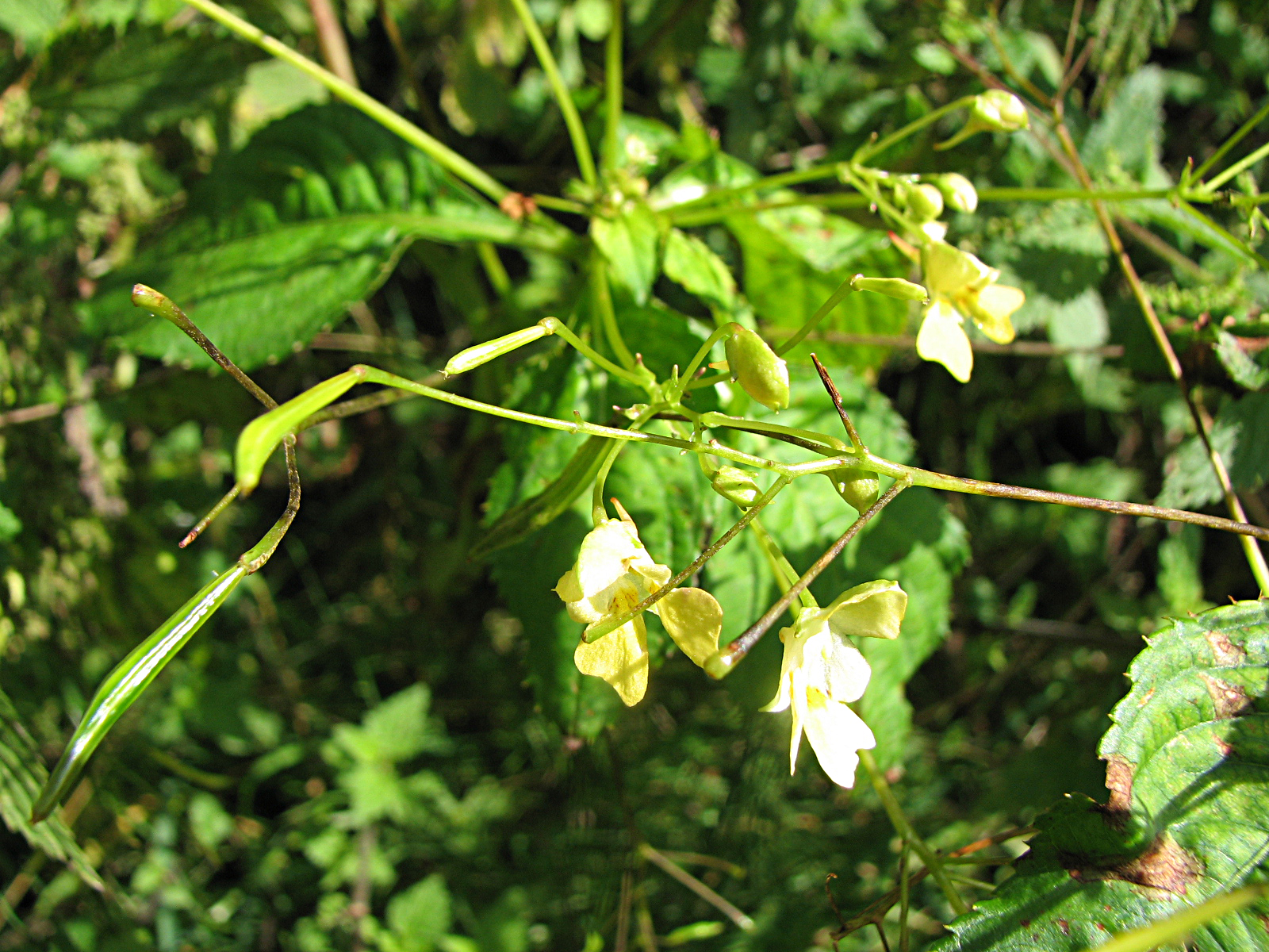 Kleines Springkraut