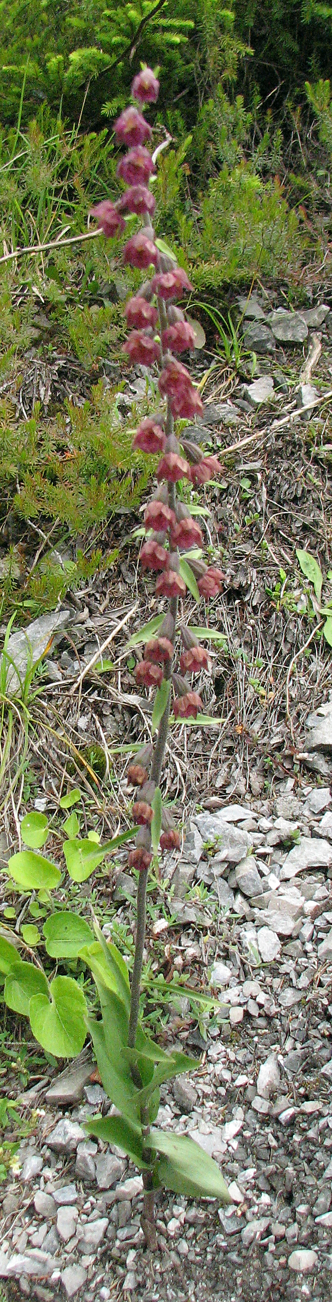 Braunrote Stendelwurz