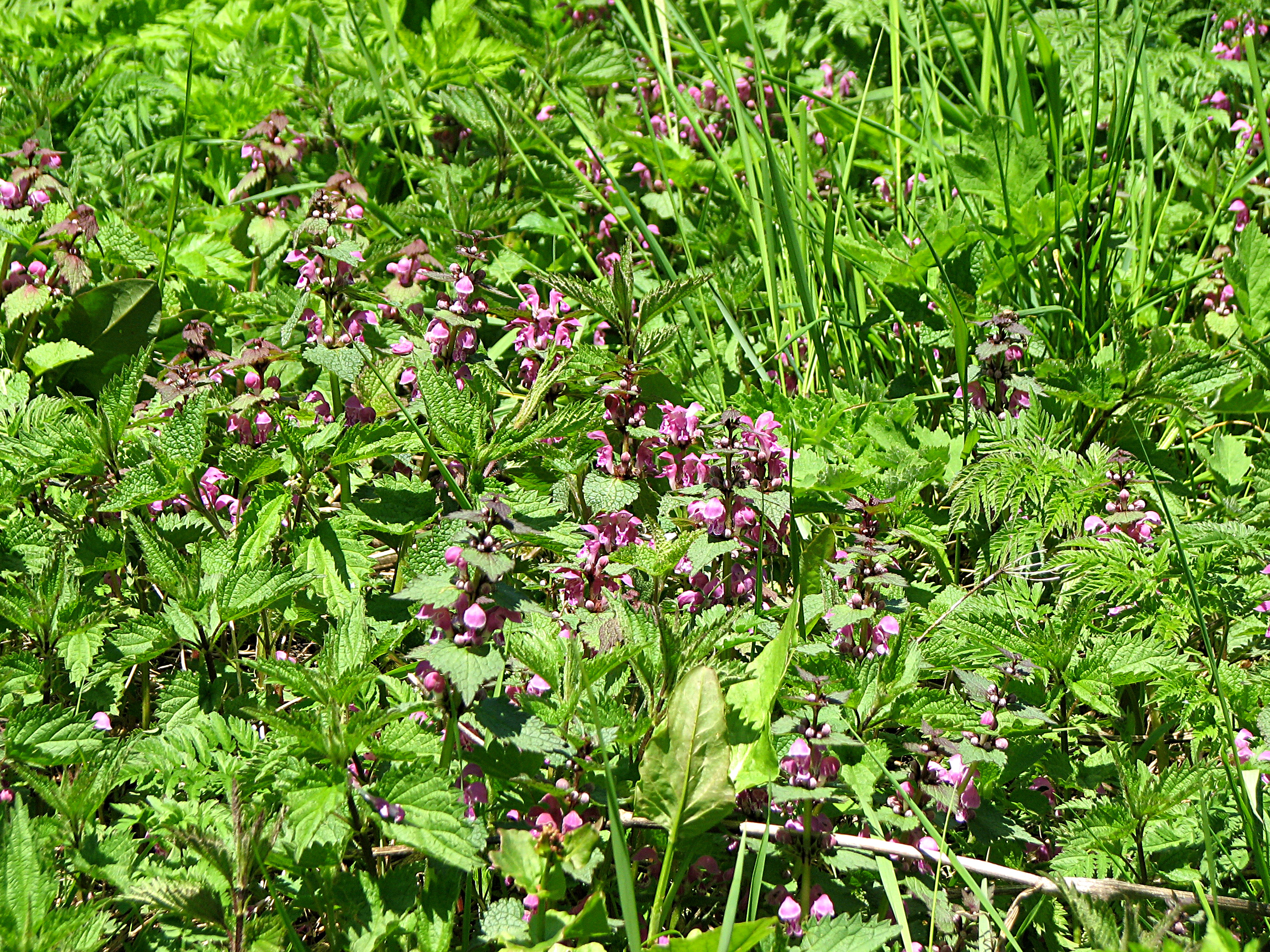 Gefleckte Taubnessel