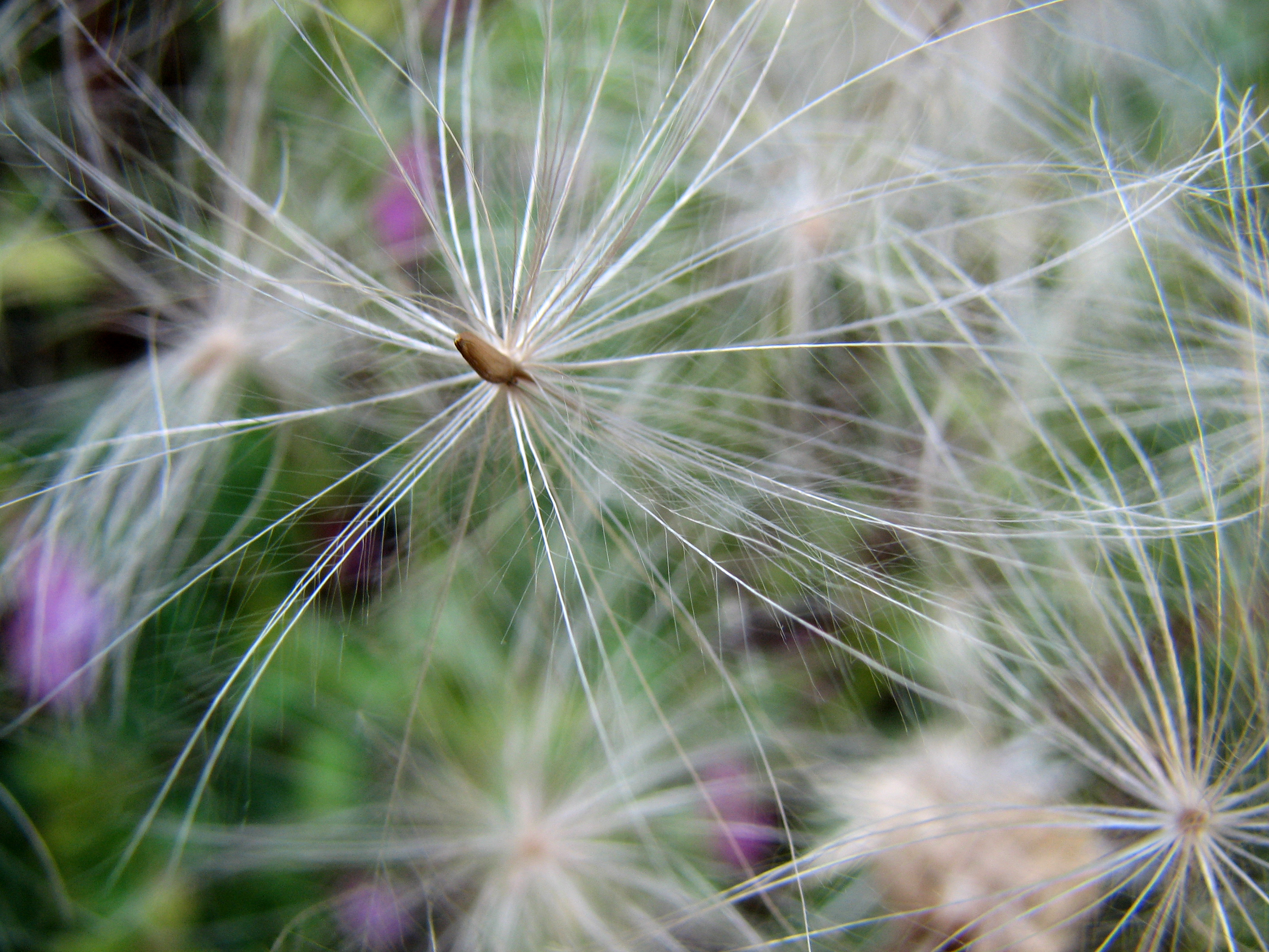 Ackerkratzdistel