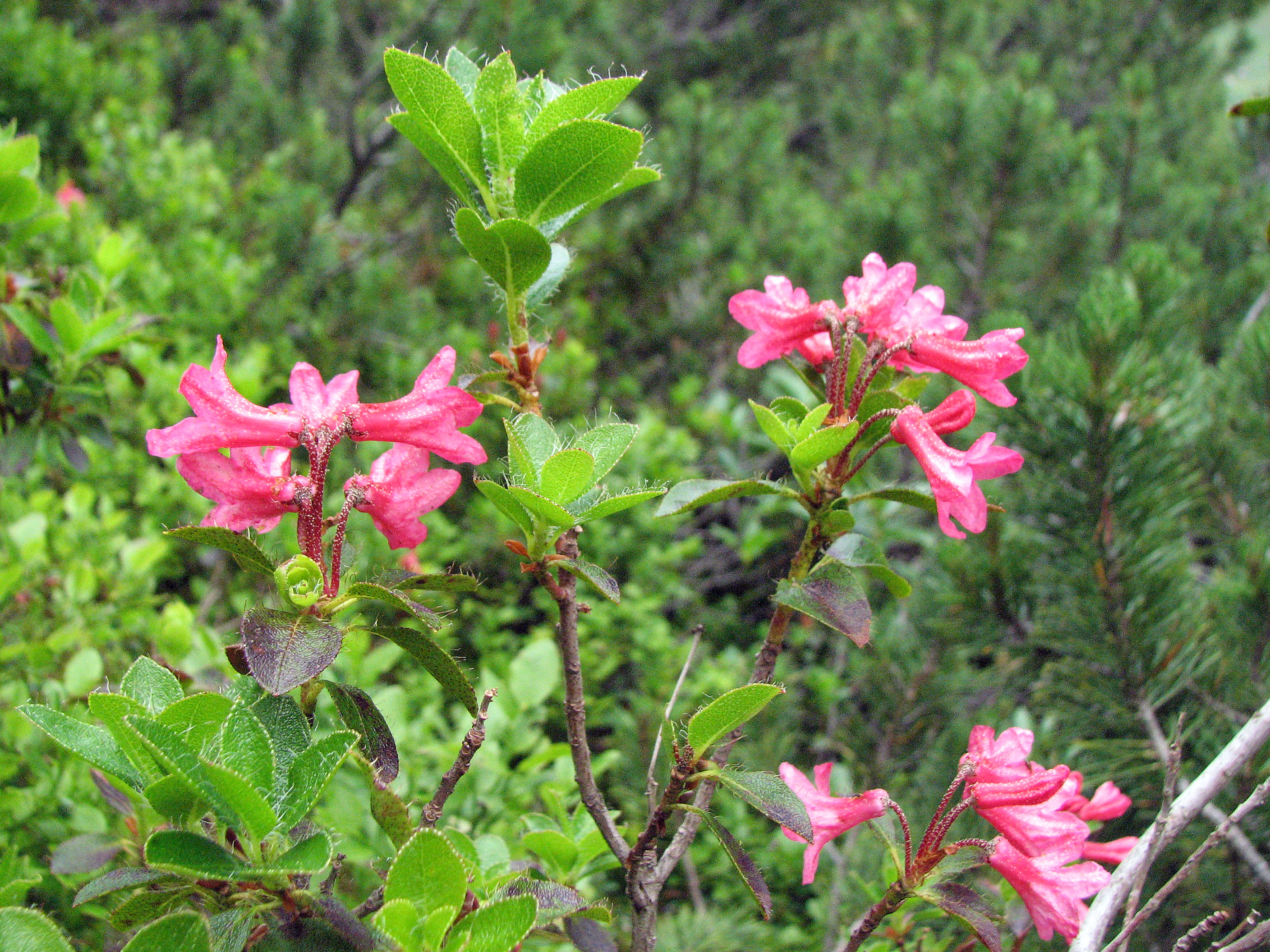 Bewimperte Alpenrose