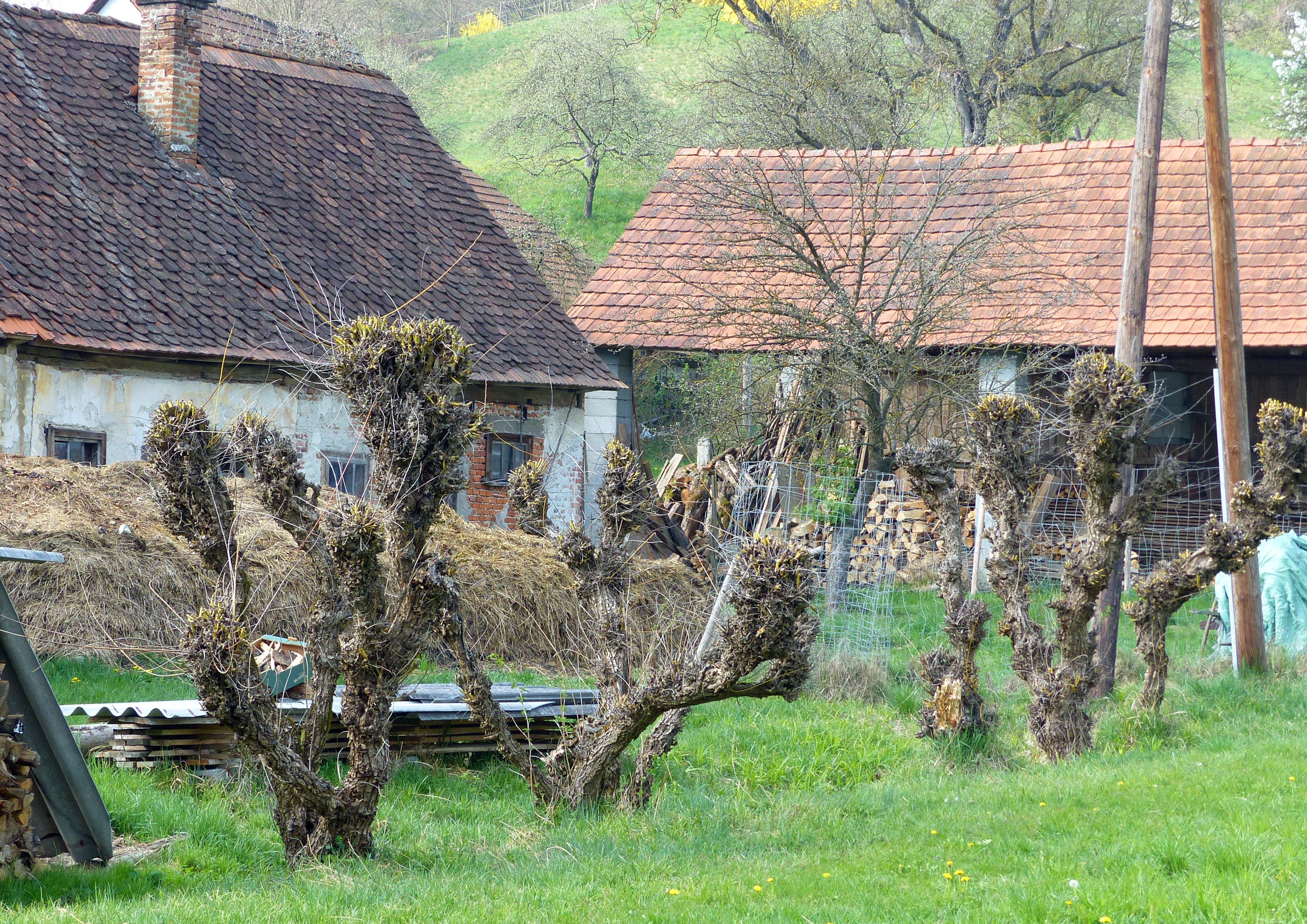Silberweide - Kopfweide