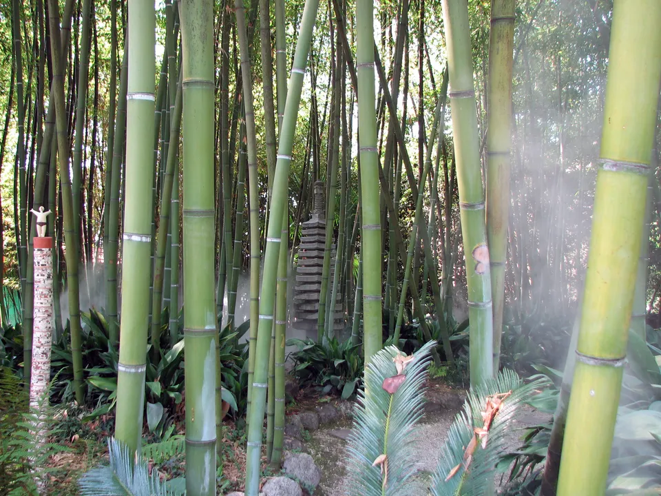Bambus