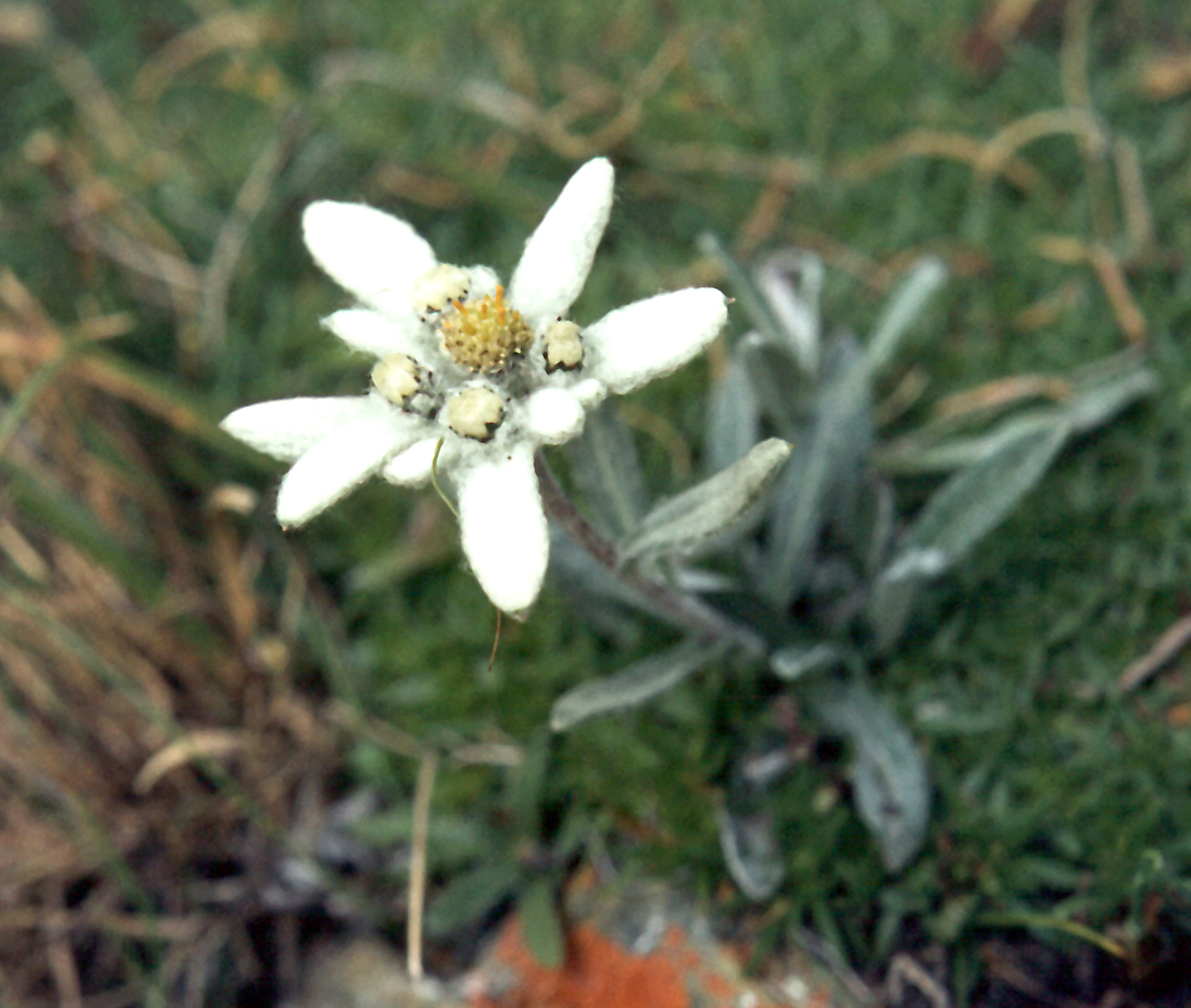 Edelweiß