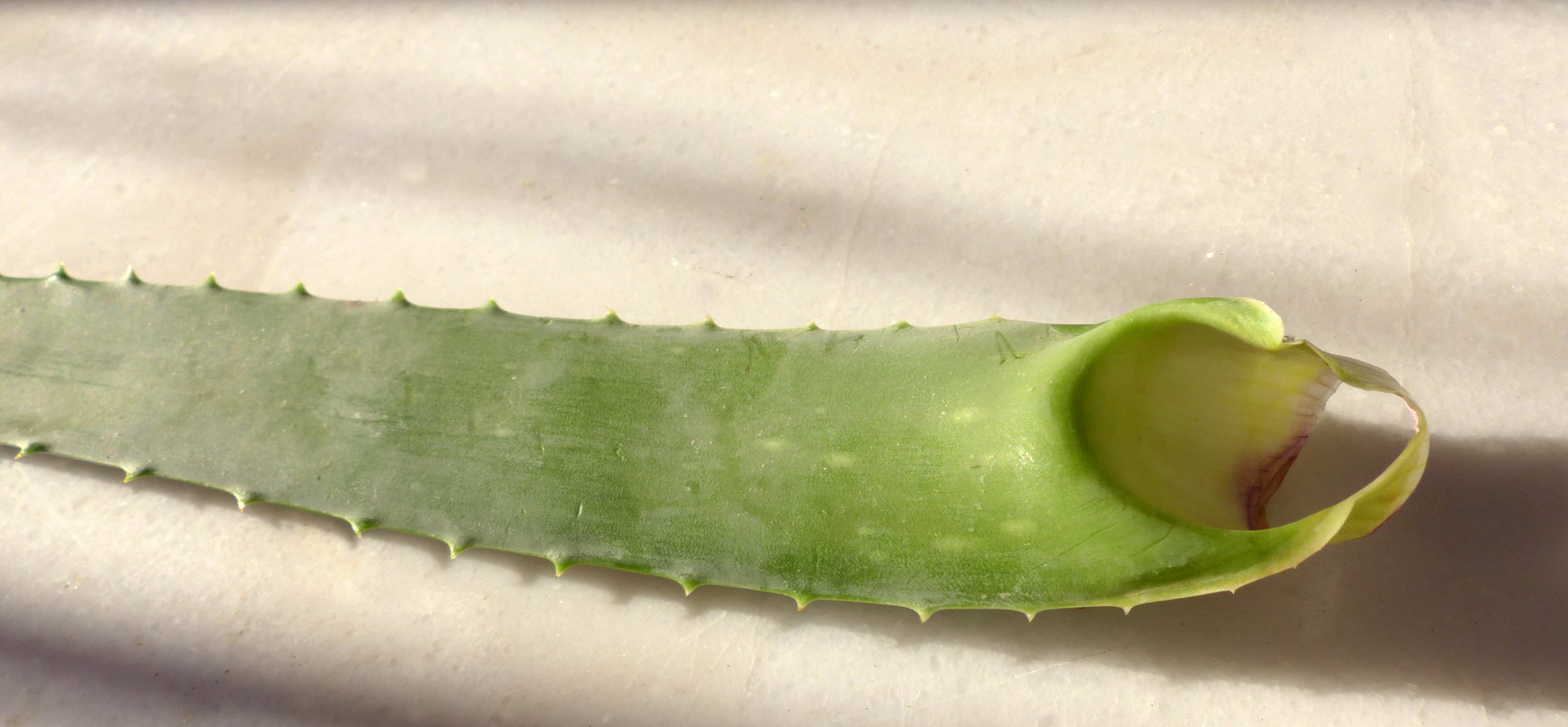 Aloe vera-Gel aus ganzem Blatt